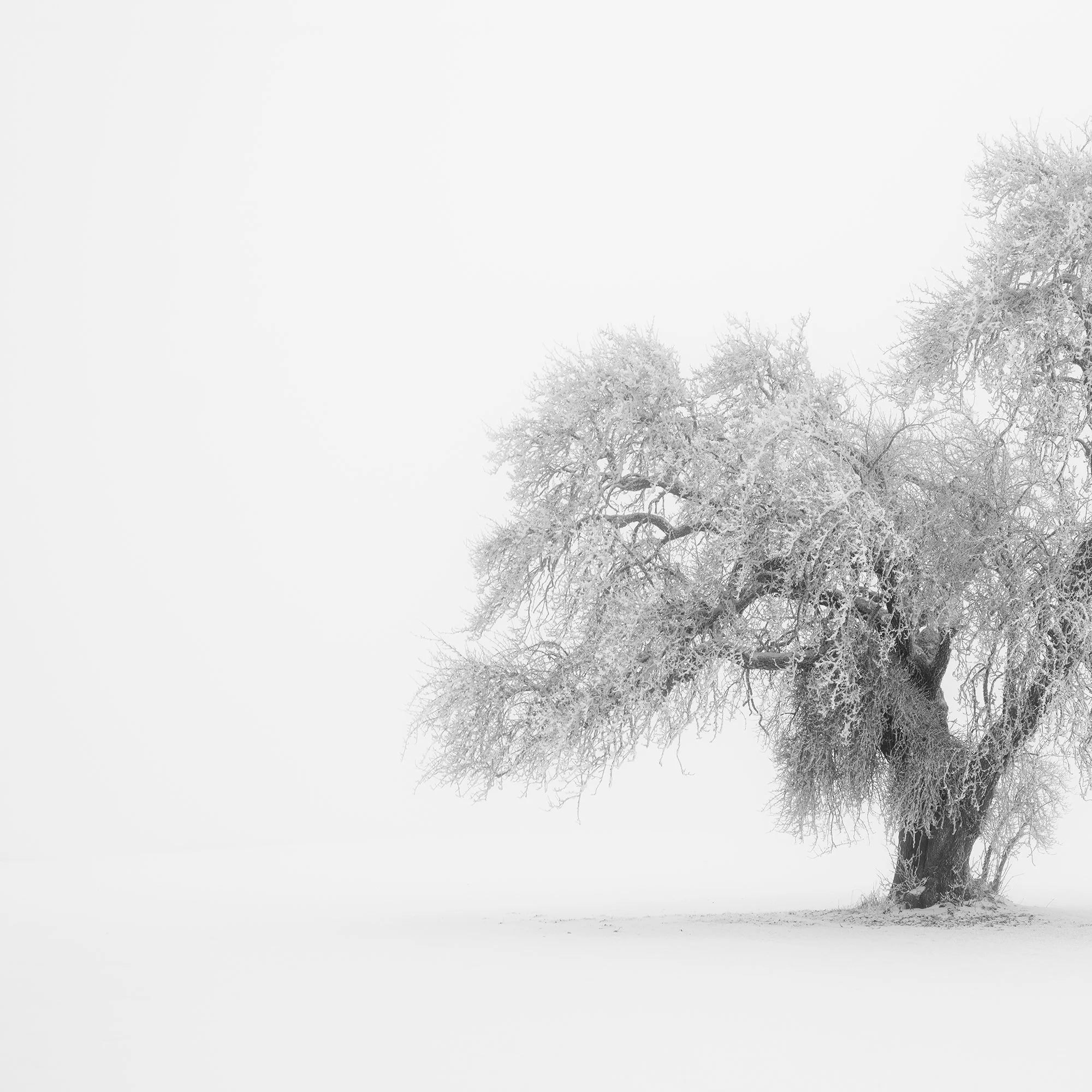 Detail of Minimalist Winter Tree Study 1 by Gerald Berghammer showing the delicate frost-covered branches of the solitary winter tree.