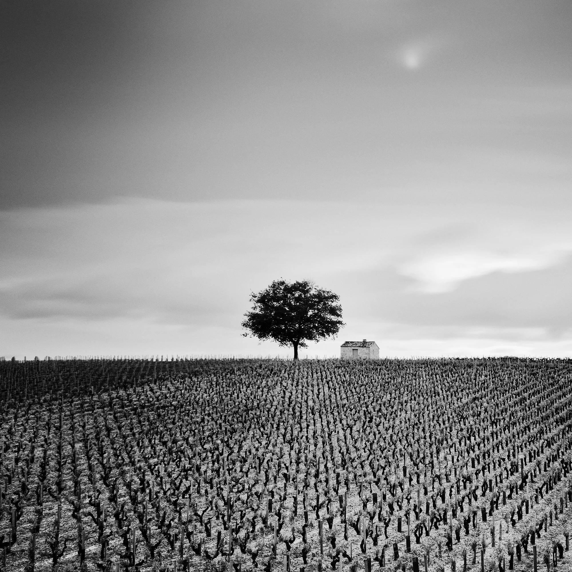 Champagne Paradise Study 2, detail of vineyard rows and solitary tree in Champagne, France, by Gerald Berghammer