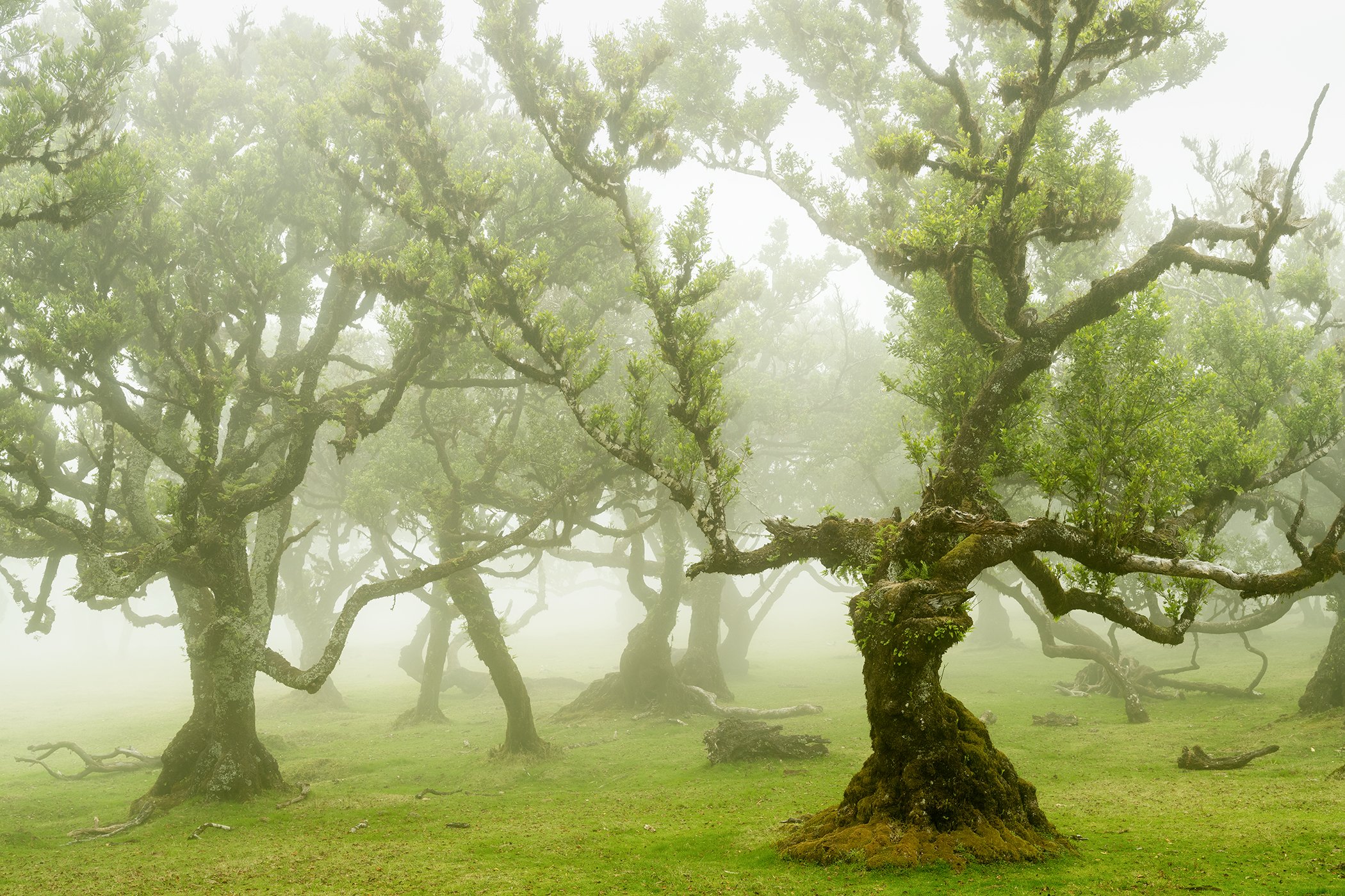 © 2021 Gerald Berghammer - Misty forest with ancient, moss-covered trees and twisted branches emerging through soft morning fog.