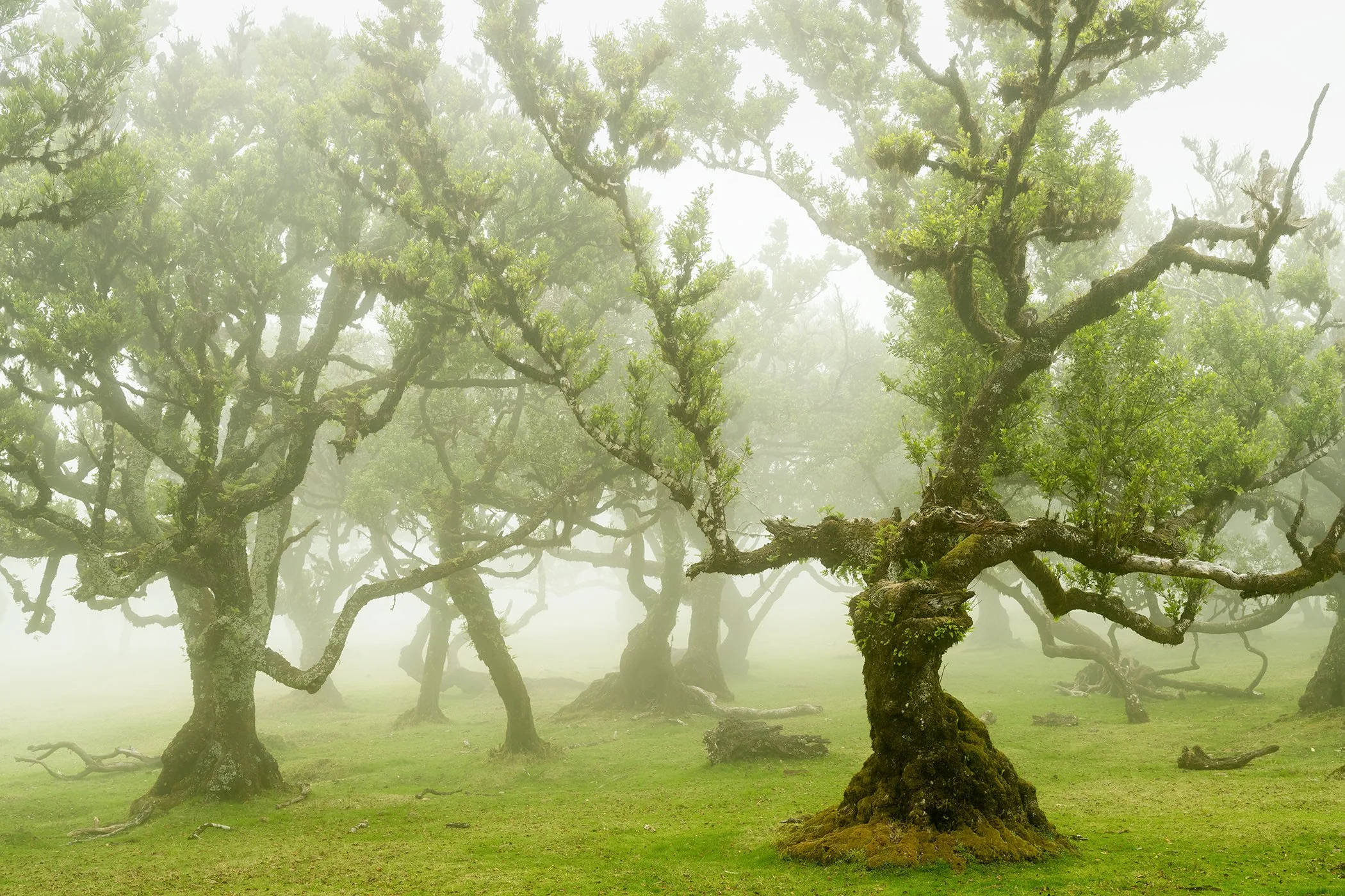 Ancient mossy trees and twisted branches emerging through soft morning fog in a misty forest