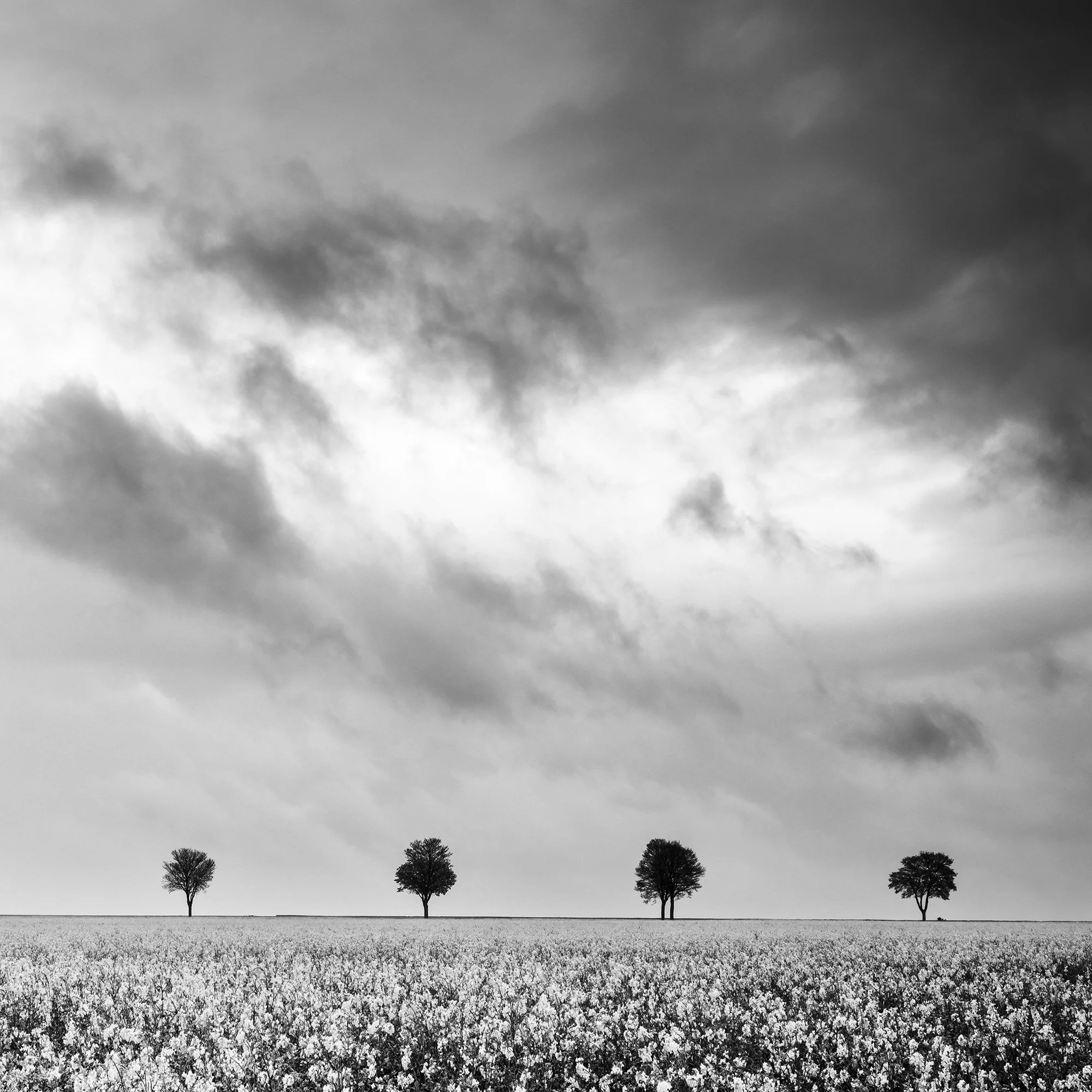 Detail of Row of Trees in Rapeseed Field Study 1 showing trees beneath dramatic clouds above the flowering field in France.