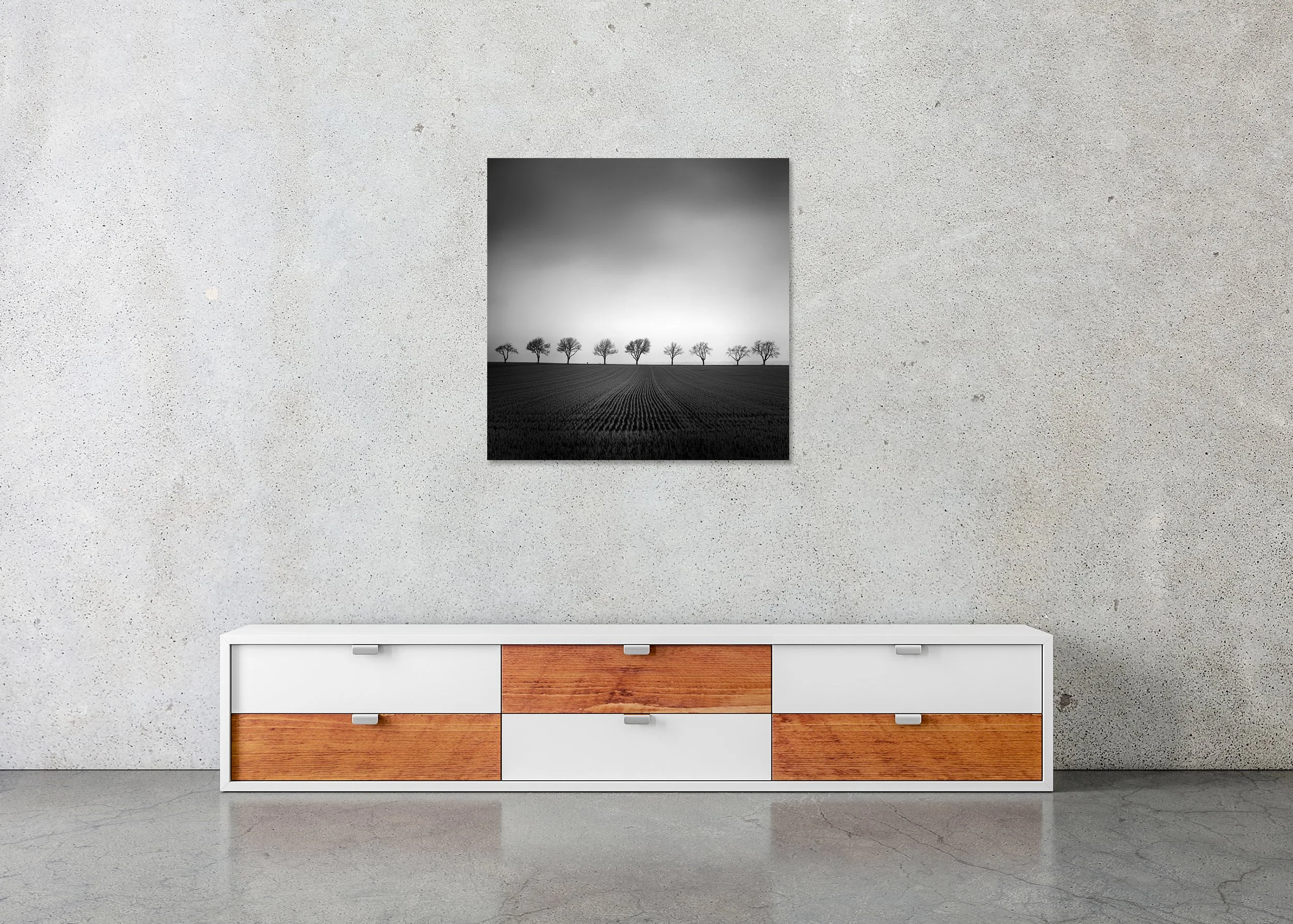 Row of winter trees across a dark field under a dramatic overcast sky, photo print mounted to Dibond, frameless