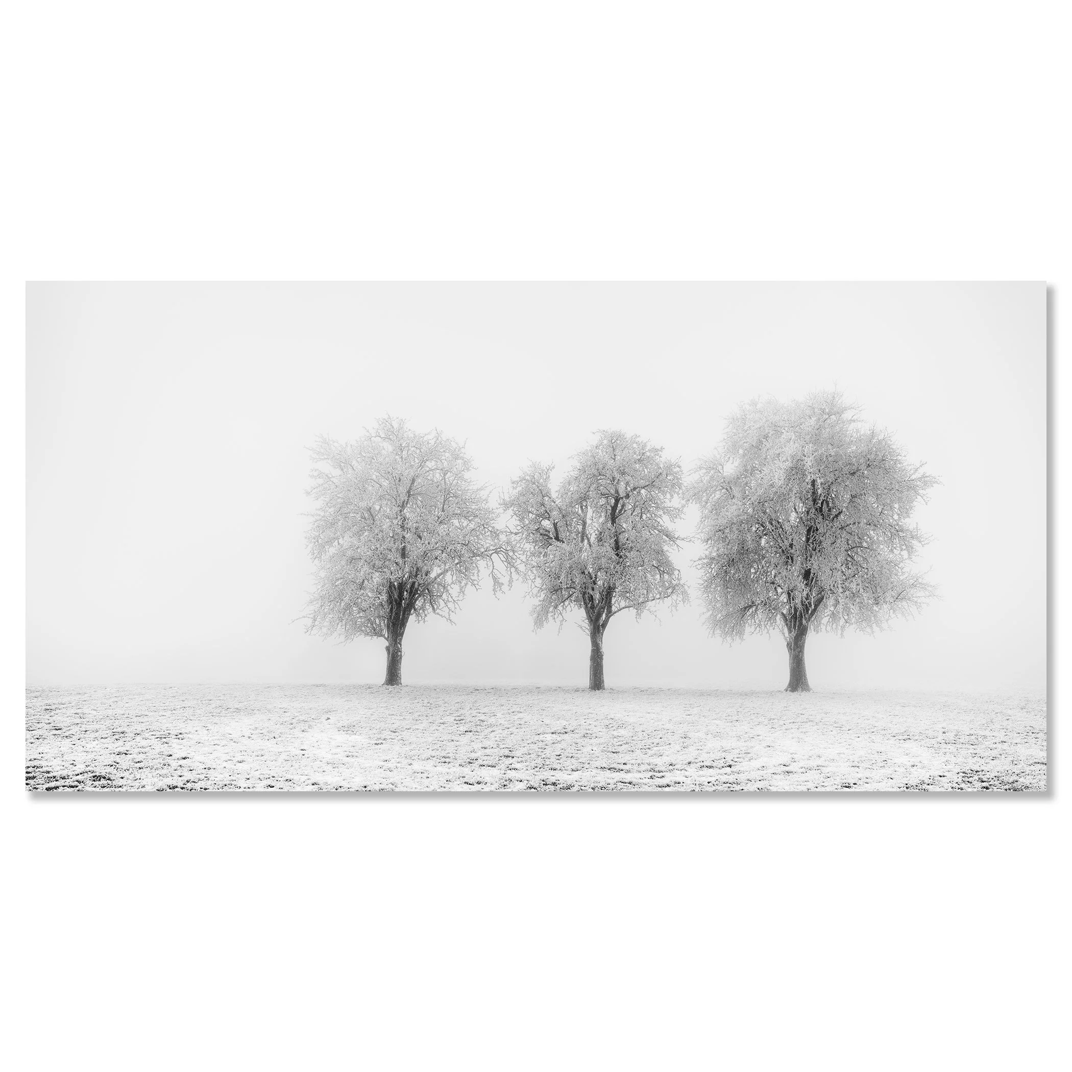 Frozen Apple Trees Panorama Study 2 displayed as a frameless black-and-white aluminium Dibond print by Gerald Berghammer.