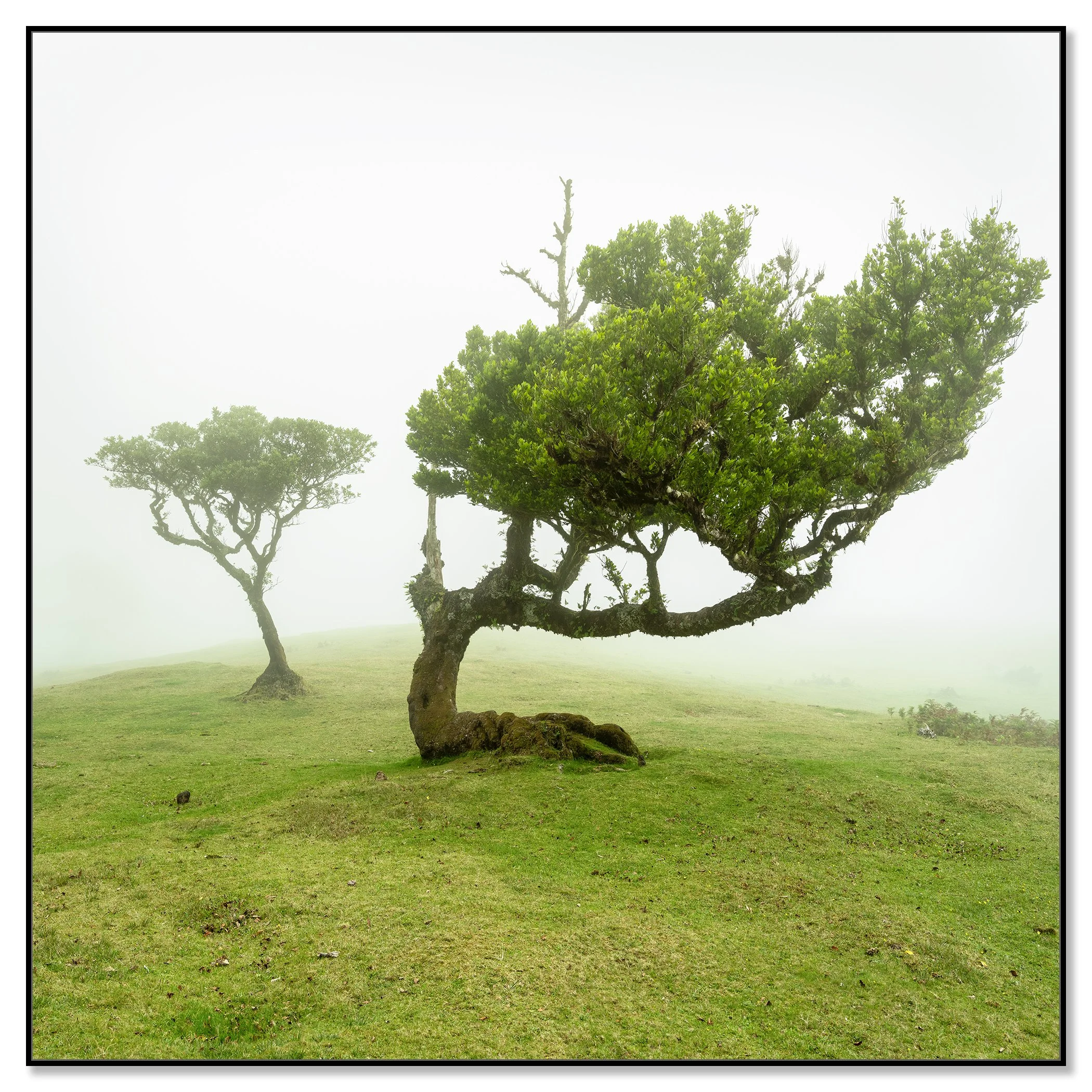 Foggy meadow in Madeira, Portugal with two trees; one with a curved trunk and dense green foliage – framed ArtBox black