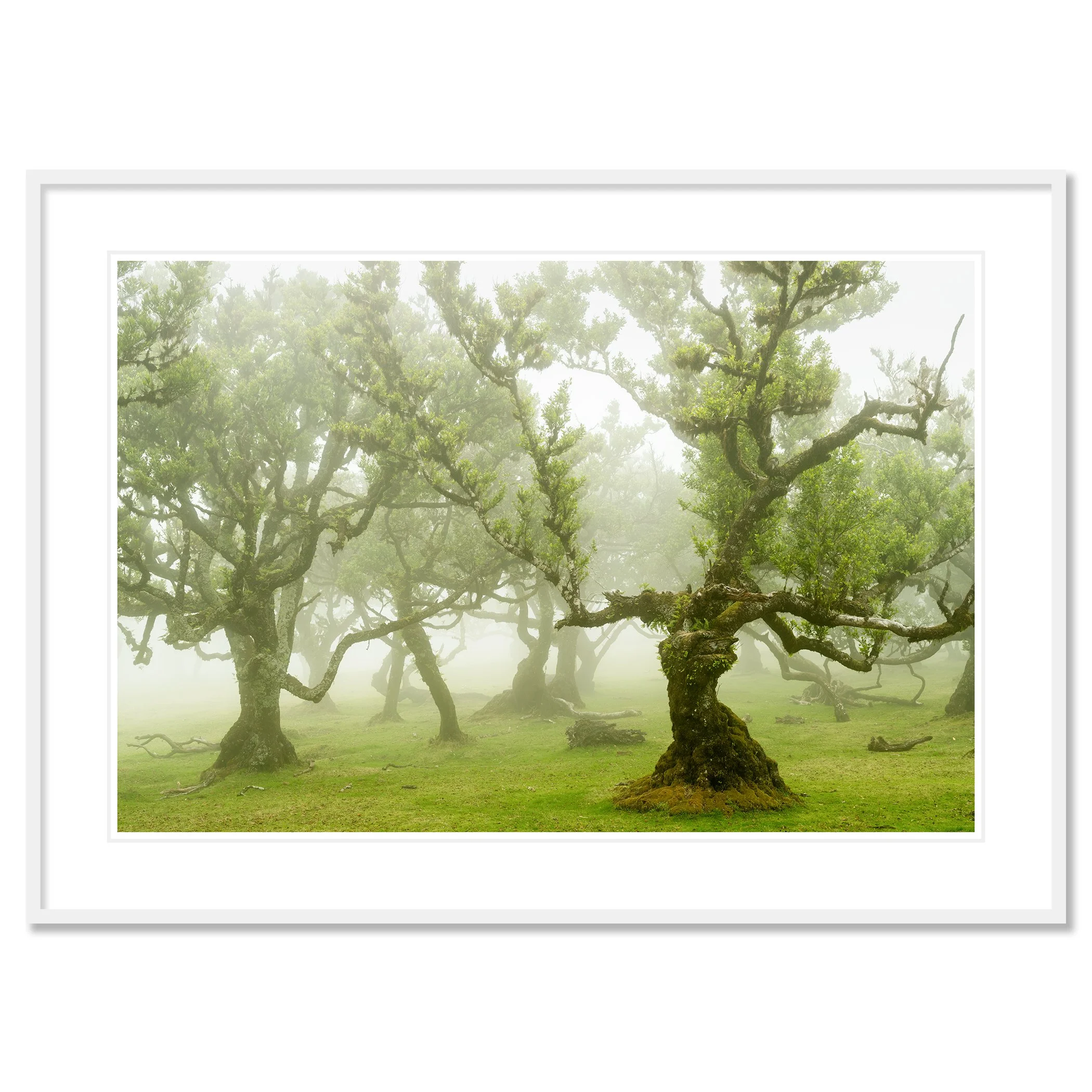 © 2021 Gerald Berghammer - A foggy forest of ancient, twisted trees with vibrant green leaves and moss-covered trunks. Classic framed white