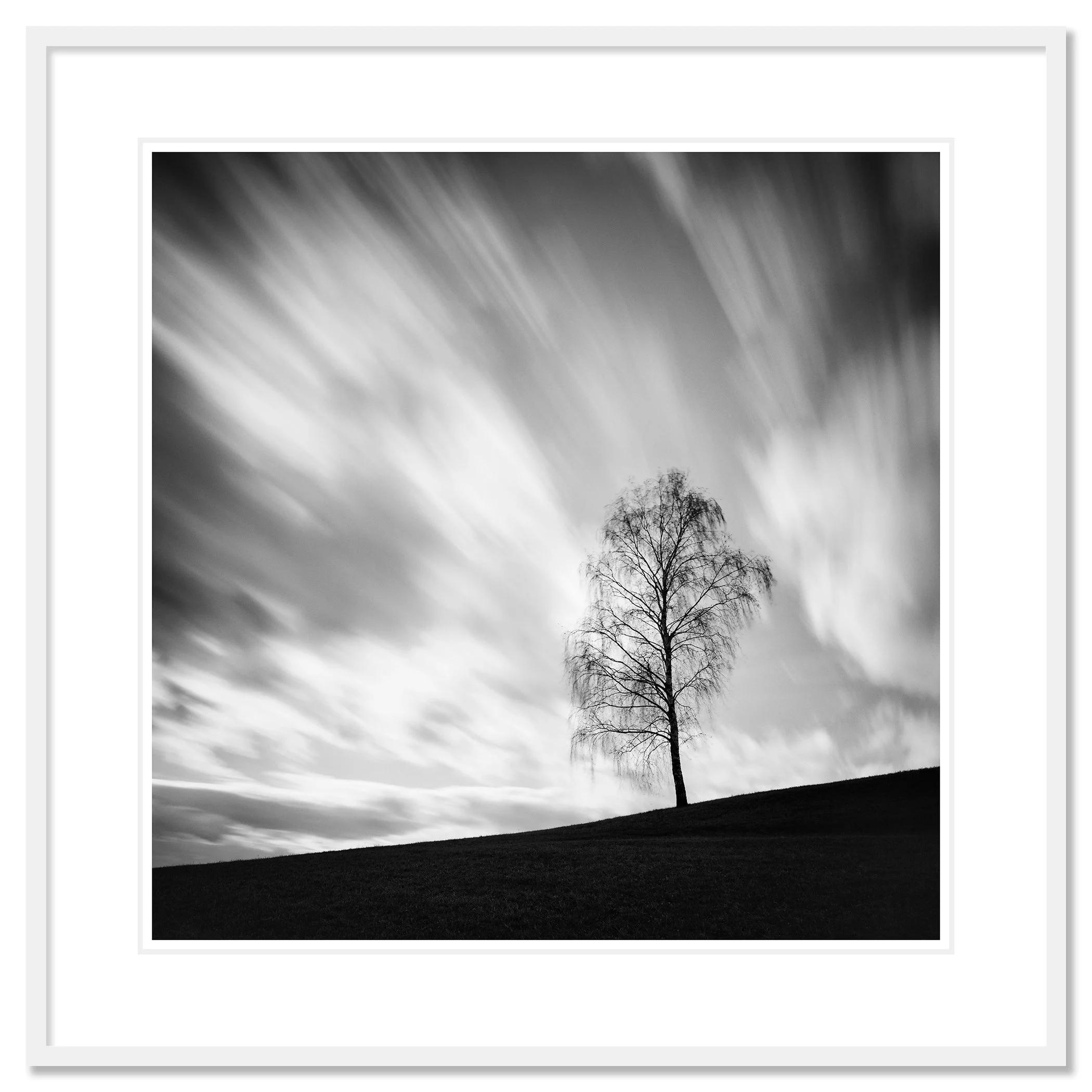 Black Birch by Gerald Berghammer shown as an archival pigment print in a white aluminium frame with a white mount.