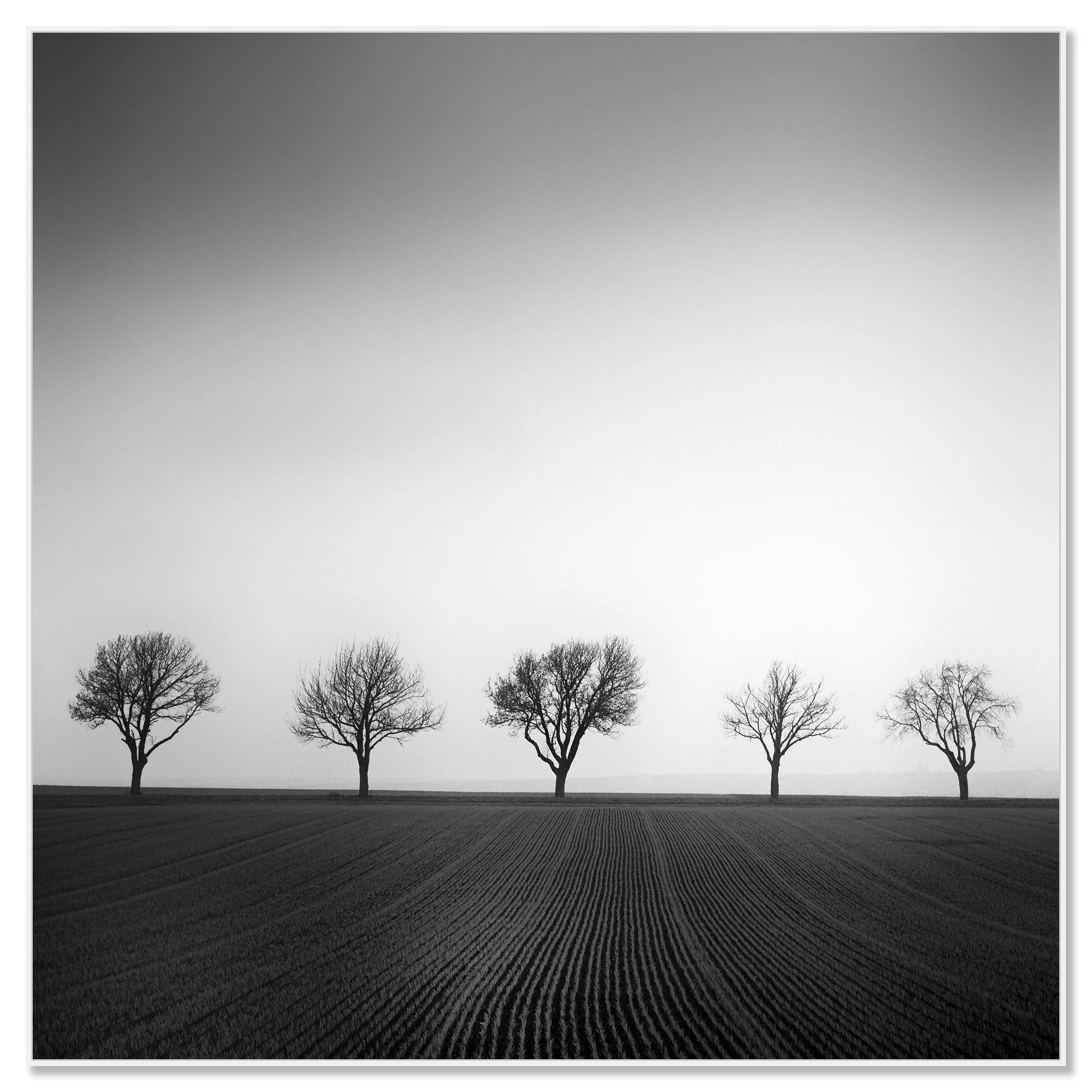 Cherry Tree Avenue, Study 1 – black-and-white photograph mounted on aluminium Dibond in a white ArtBox frame by Gerald Berghammer.