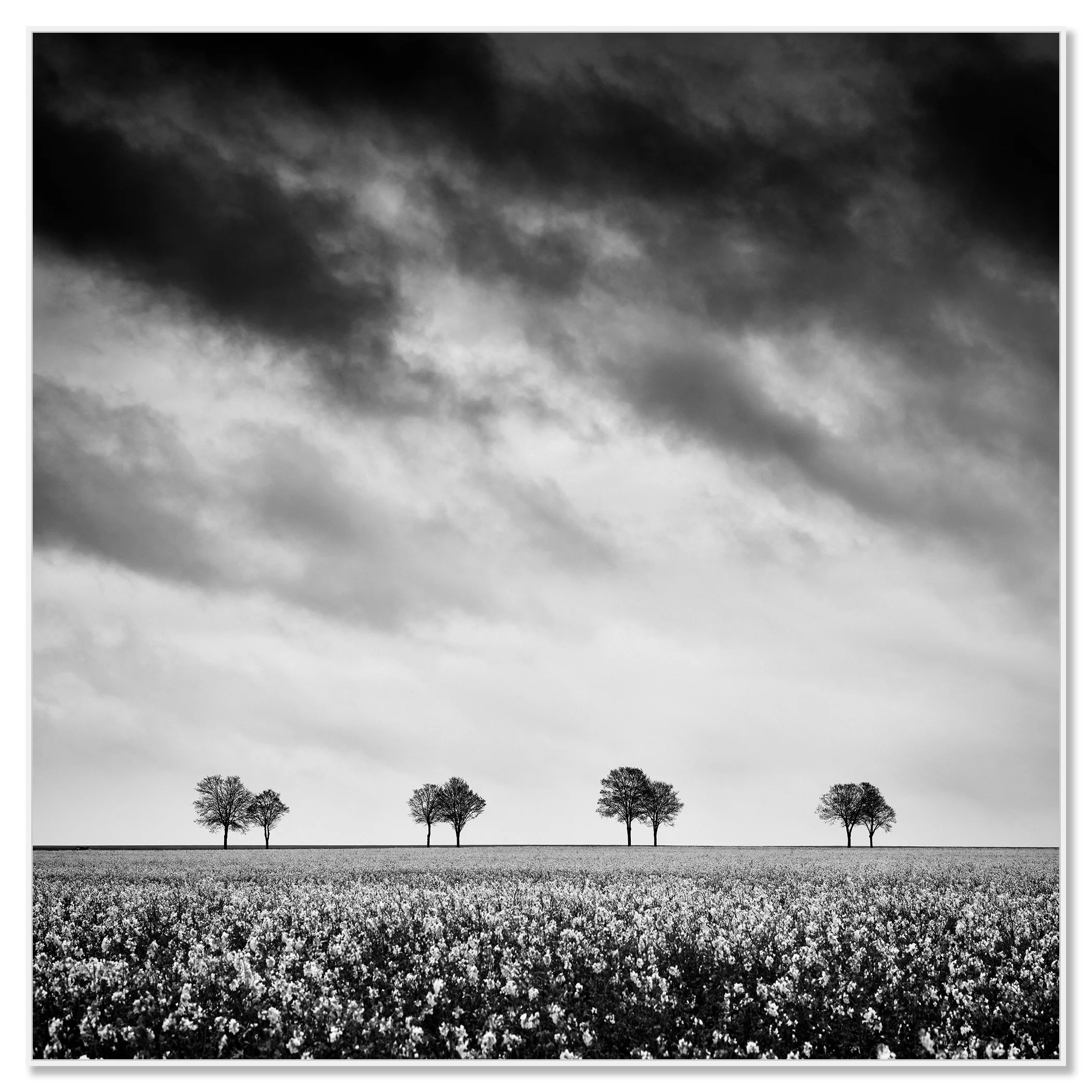 Minimalist black and white field scene with scattered trees beneath a moody sky – framed ArtBox white