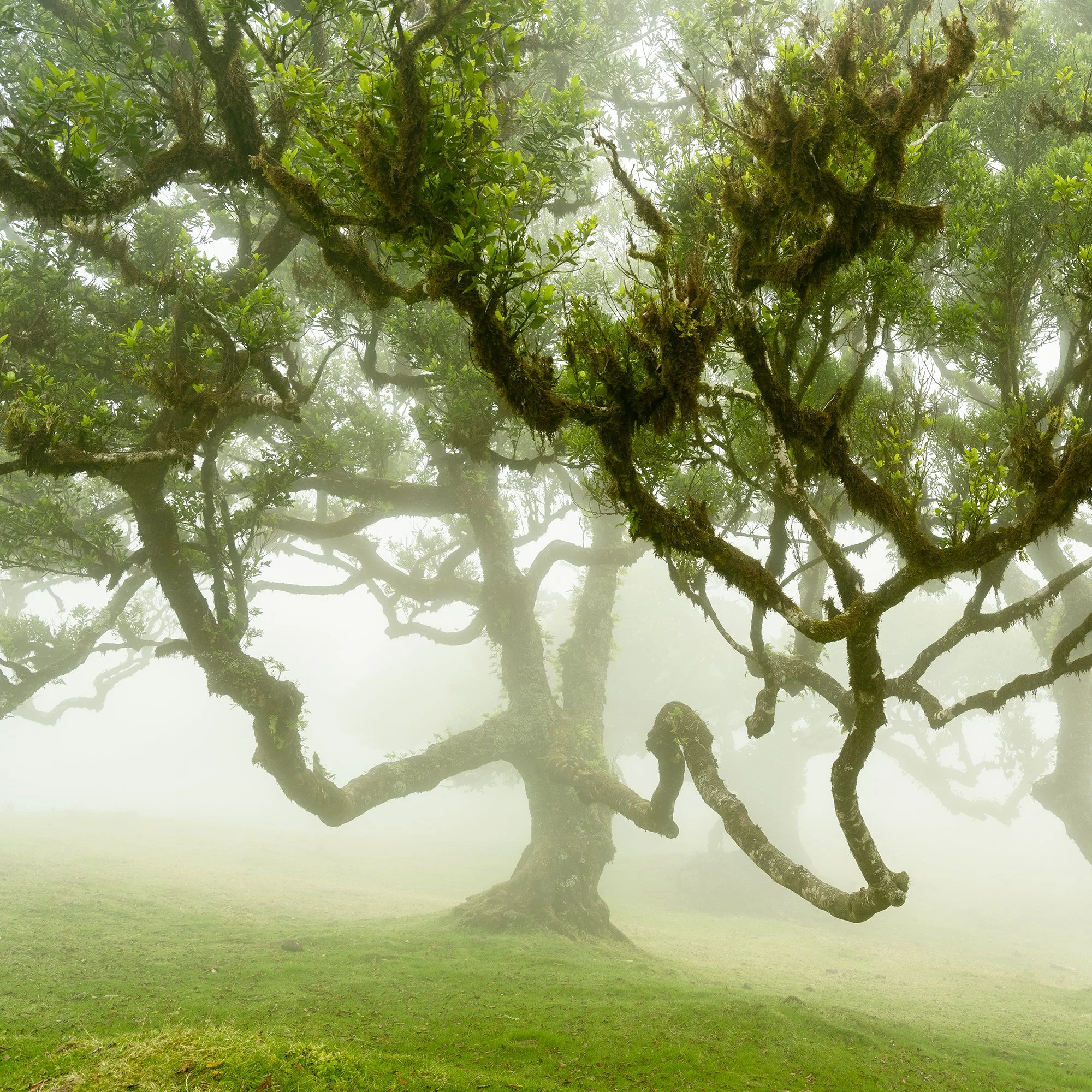© 2021 Gerald Berghammer - Misty forest with large, moss-covered trees and lush green grass. Print detail 1