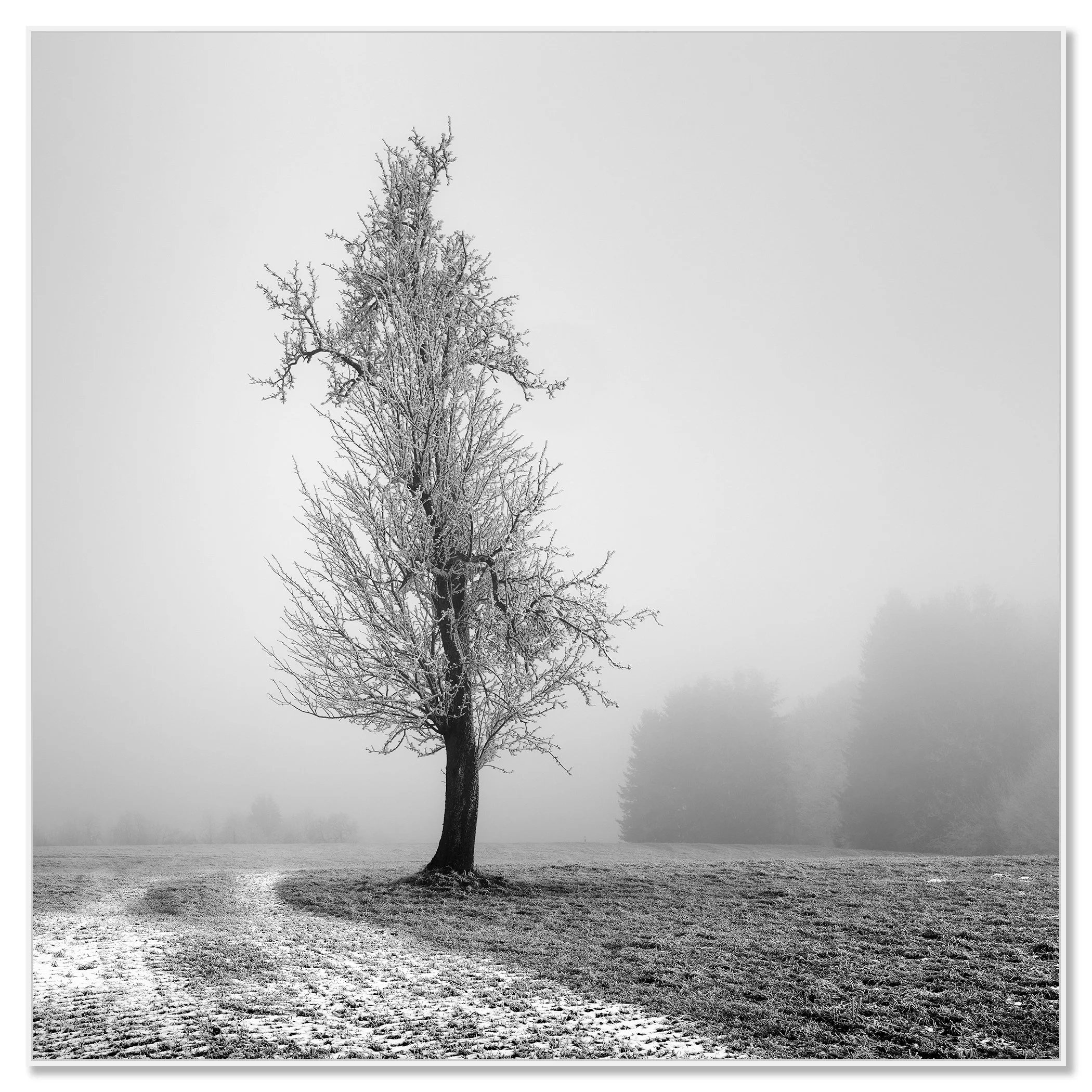 Lone tree in a misty winter meadow in black and white – framed ArtBox white