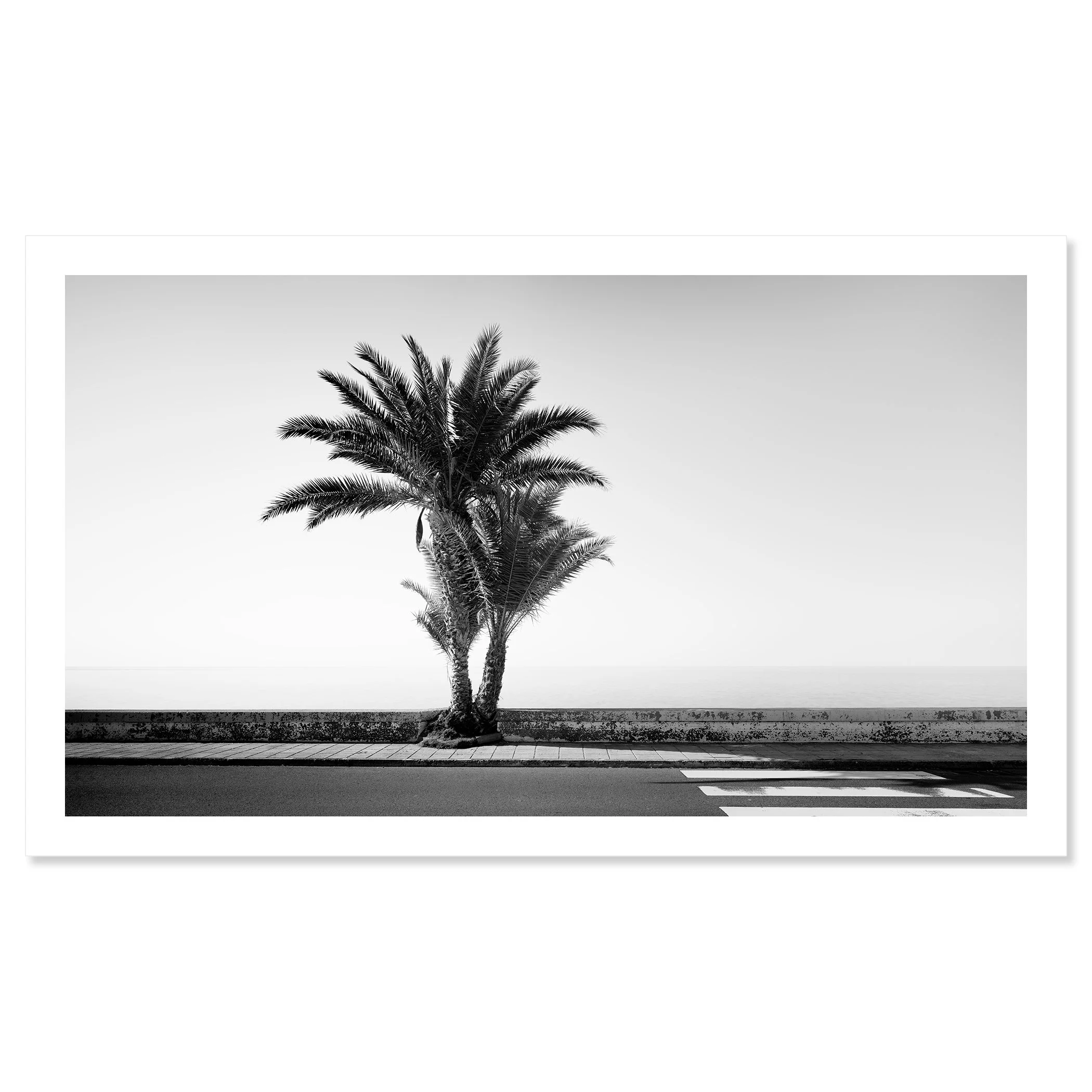 Palm Tree on the Roadside Study 2 by Gerald Berghammer, black-and-white fine art print with a white border, featuring a palm tree on Madeira's coast.