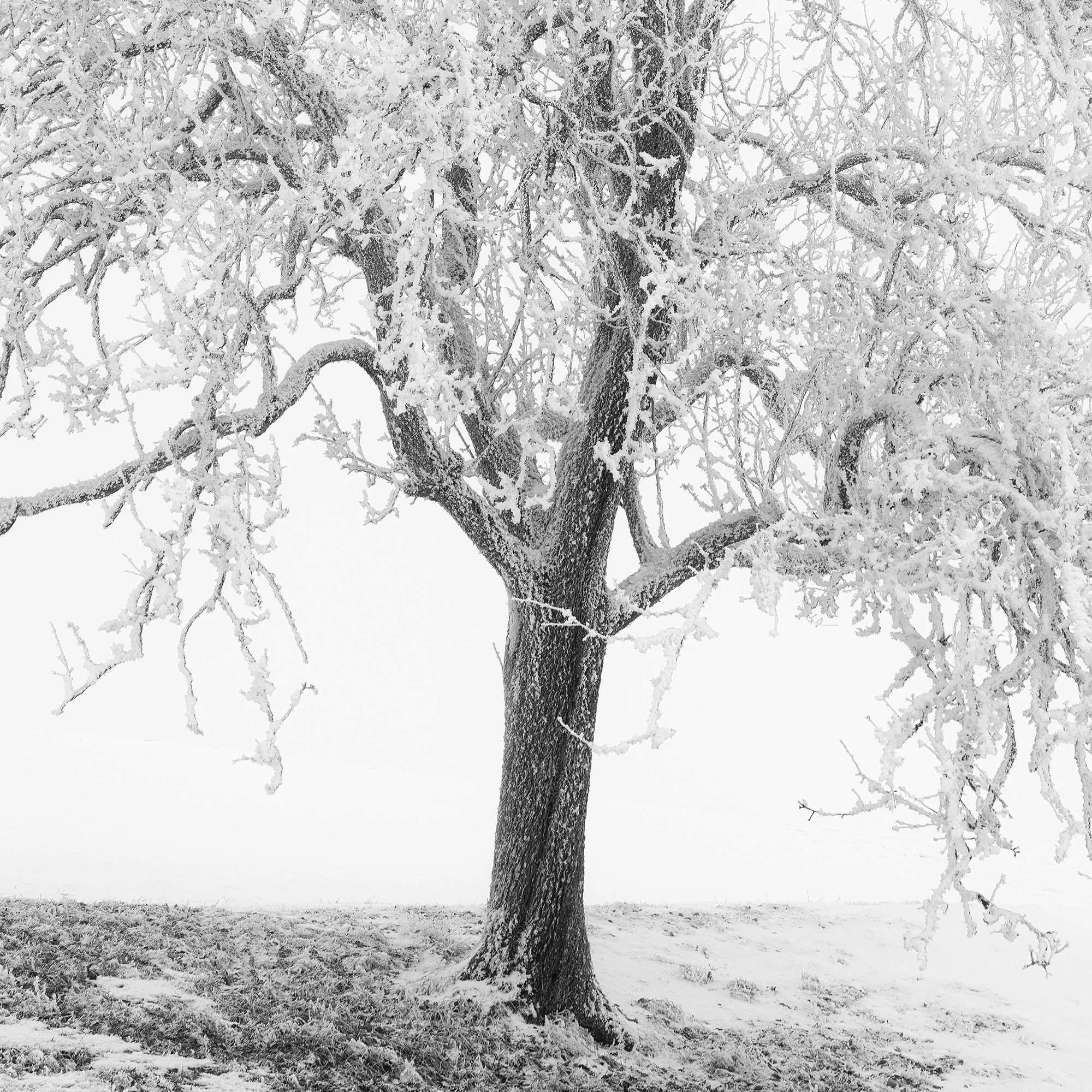 Frosted Winter Tree – Austria, close-up detail showing fine tonal texture in the winter tree