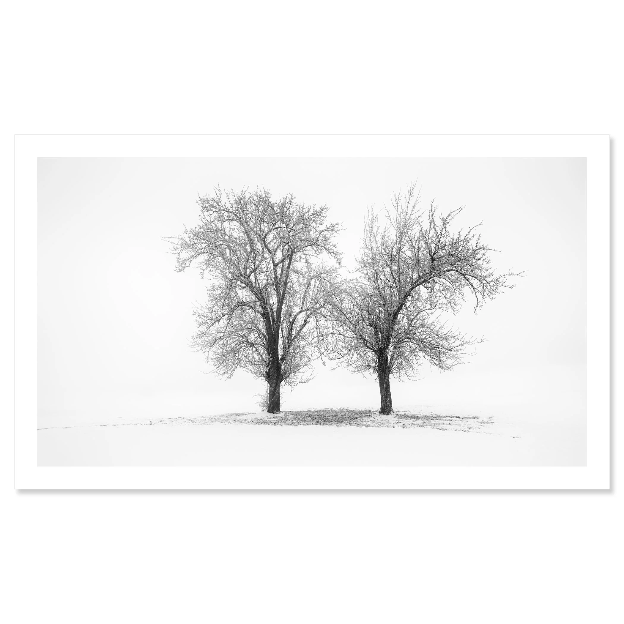 Still Winter Morning Study 1 by Gerald Berghammer as a black-and-white fine art print on Hahnemühle Photo Rag Baryta.