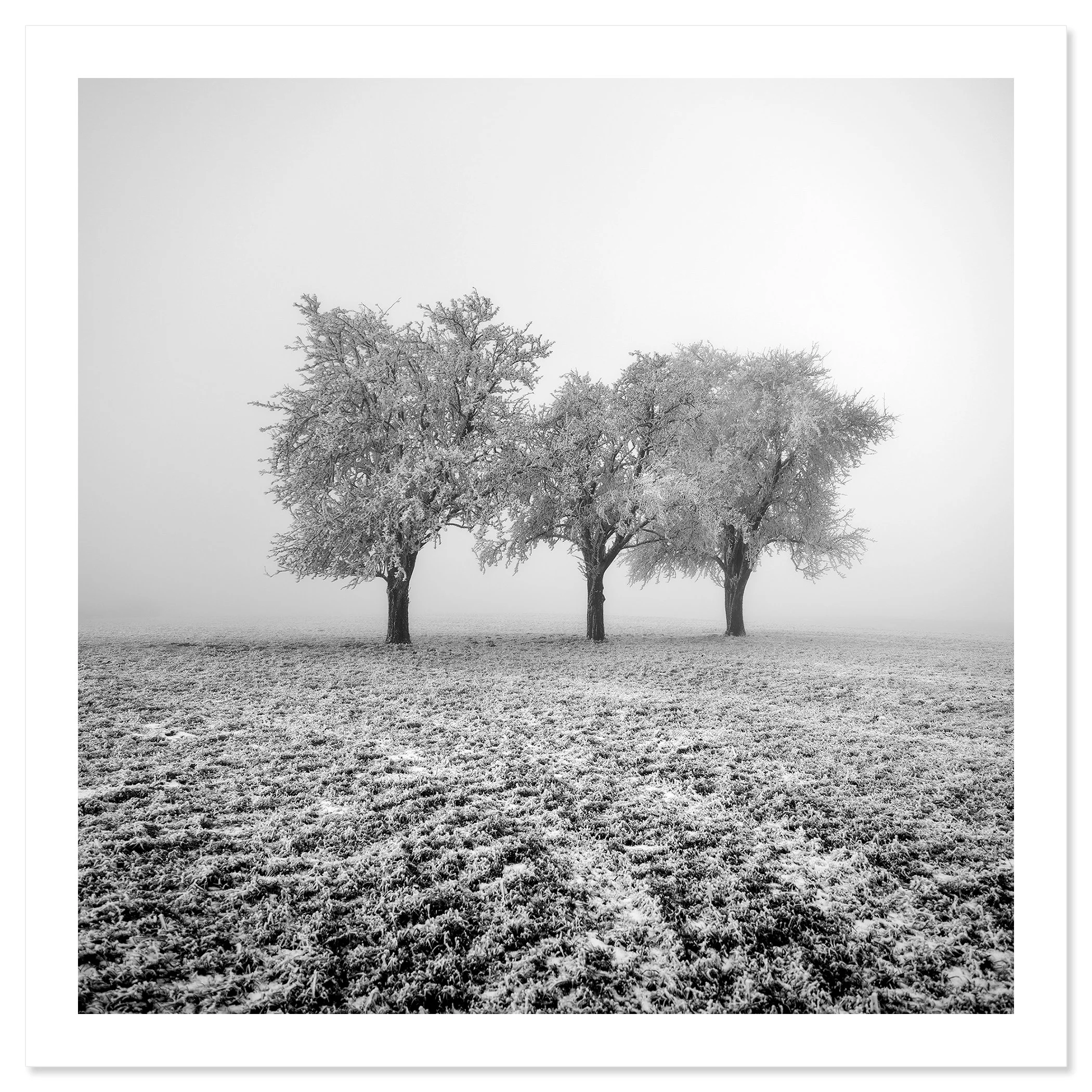 Frozen Apple Trees Study 1 – Austria, black-and-white archival pigment print on Hahnemühle Photo Rag Baryta.