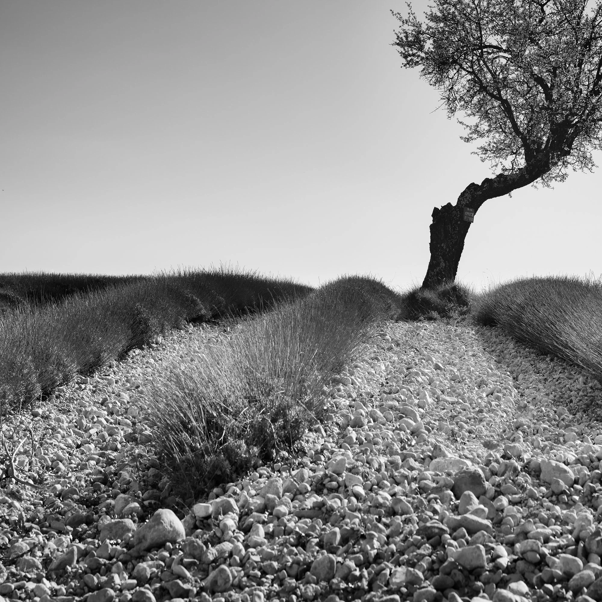 Detail of Tree in a Stony Lavender Field Study 1 showing the weathered tree trunk, lavender rows and stony ground in Provence.
