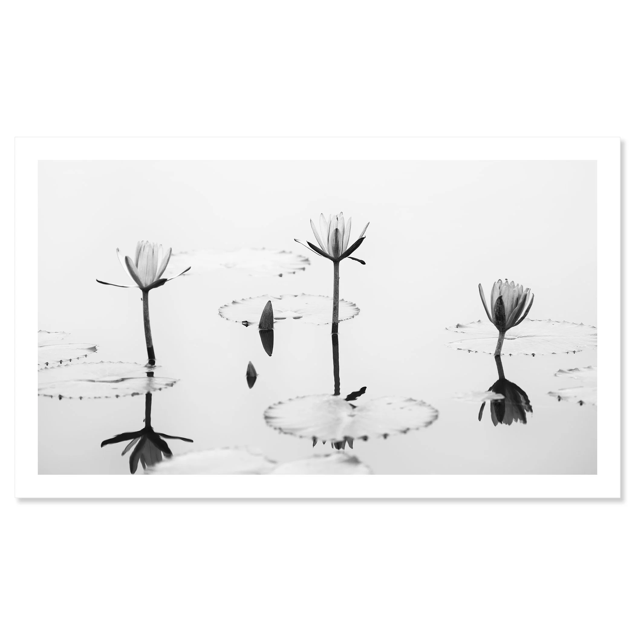 Lotus Flower, Panorama Study 2 – black-and-white archival pigment print on Hahnemühle Photo Rag Baryta with a white border by Gerald Berghammer.
