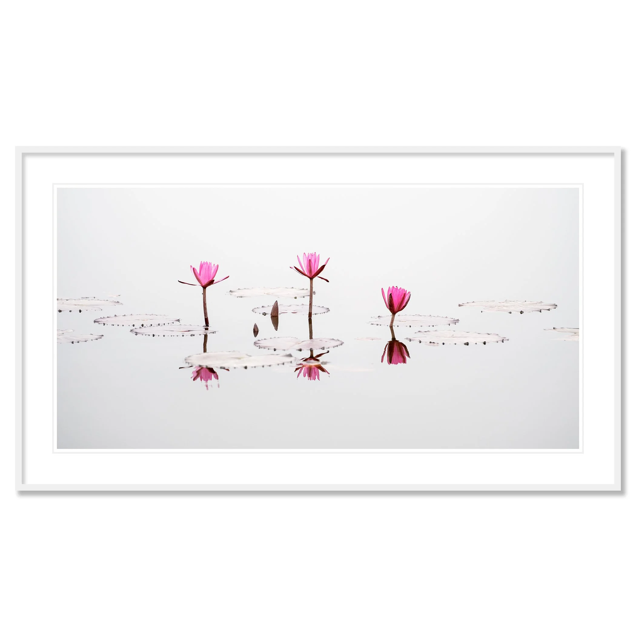 © 2025 Gerald Berghammer - Color long exposure seascape Photography. Three pink water lilies with open petals floating on water, with their reflections visible. Classic framed white