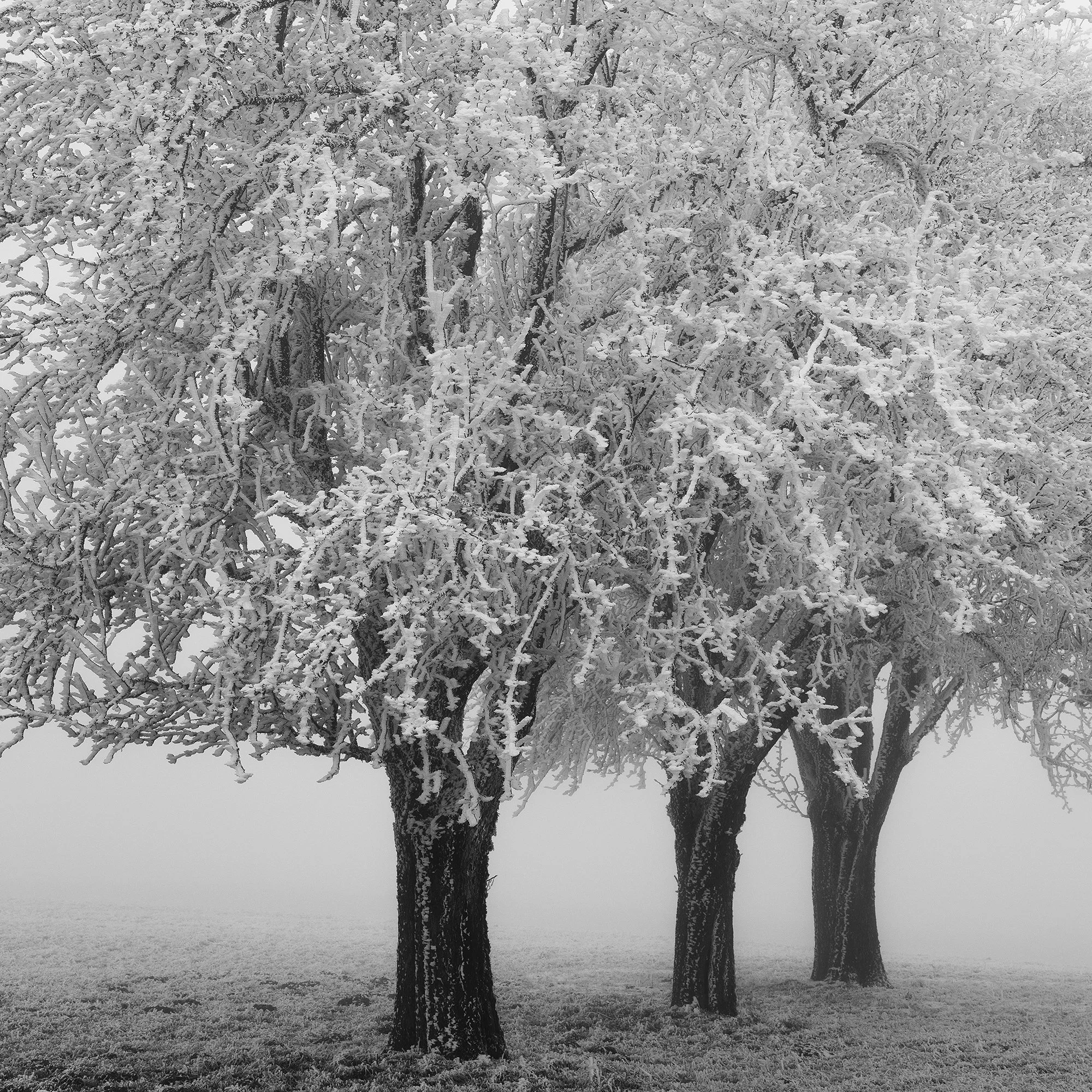 Close-up of the frozen apple trees in Frozen Apple Trees Panorama Study 1, Austria, by Gerald Berghammer.