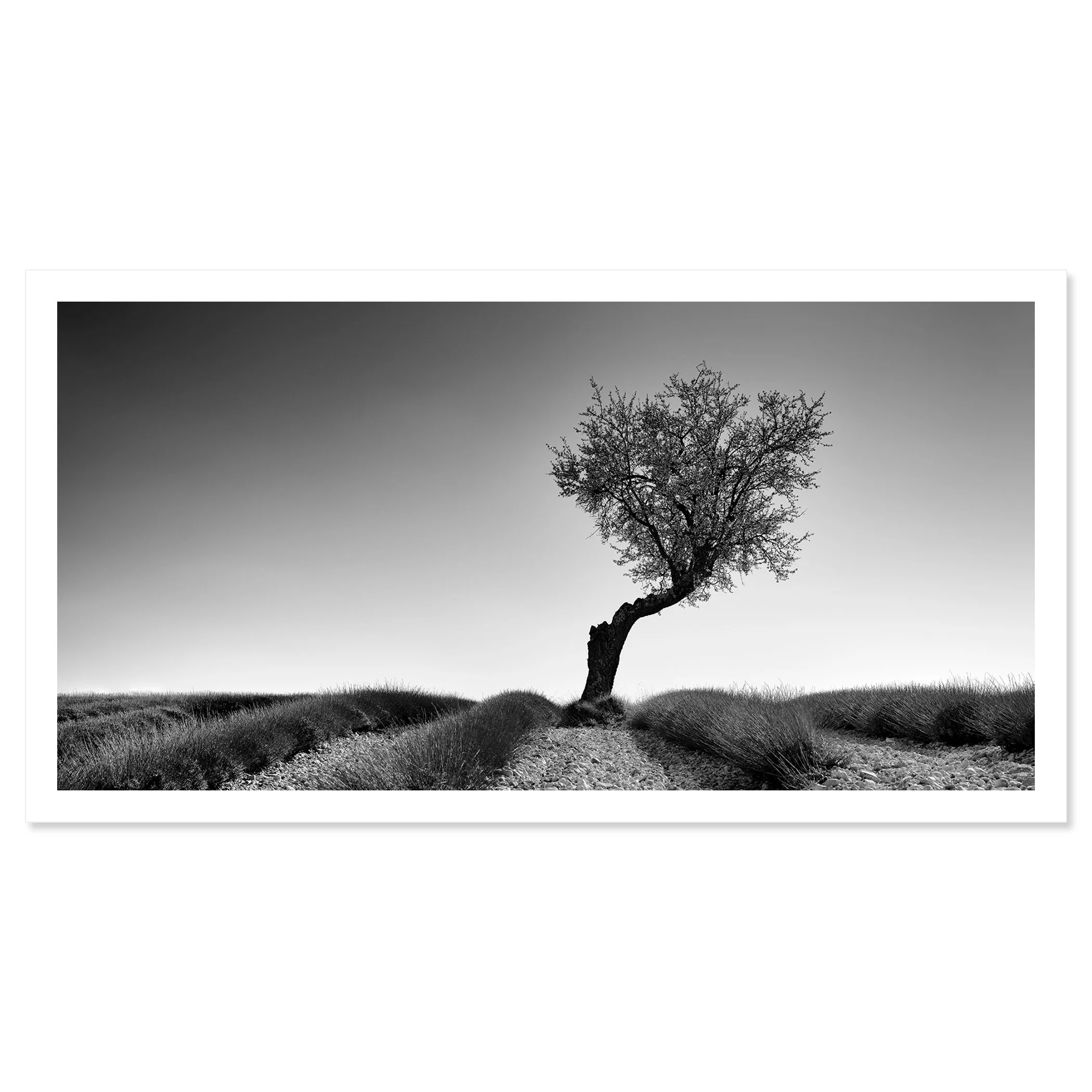 Lavender Field with Tree Panorama Study 1 by Gerald Berghammer, black-and-white fine art print on paper with white border.