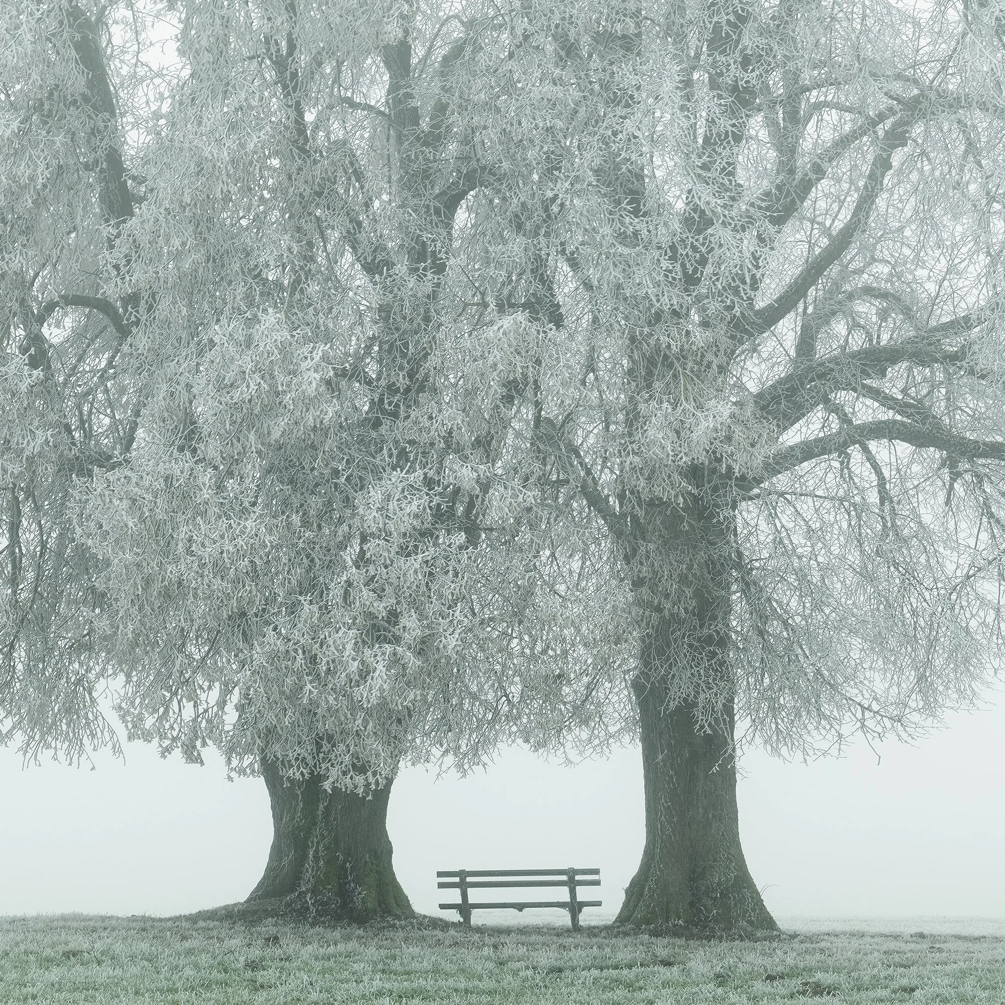 © 2025 Gerald Berghammer - Color panorama photography. Foggy landscape with two large frozen trees and a park bench underneath the trees, on a grassy field. Print detail 3