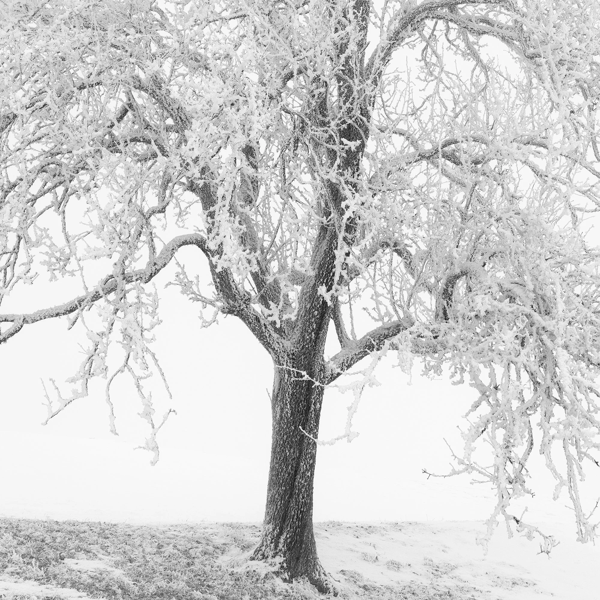 Tonal and textural detail of Frosted Winter Tree – Austria, a black-and-white photograph by Gerald Berghammer.