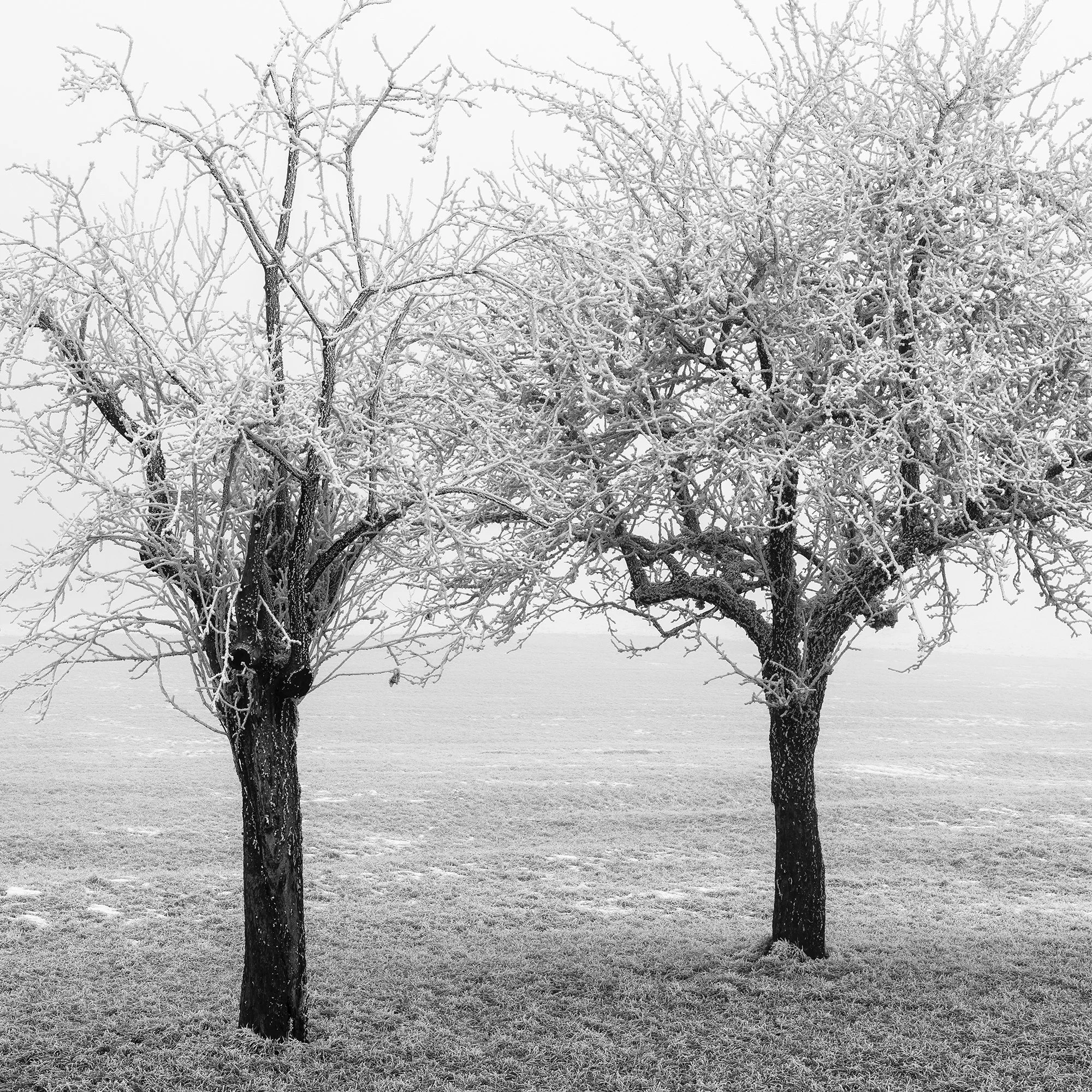 Subtle monochrome tones and delicate frost details in Frozen Trees in a Field Panorama Study 1 by Gerald Berghammer.