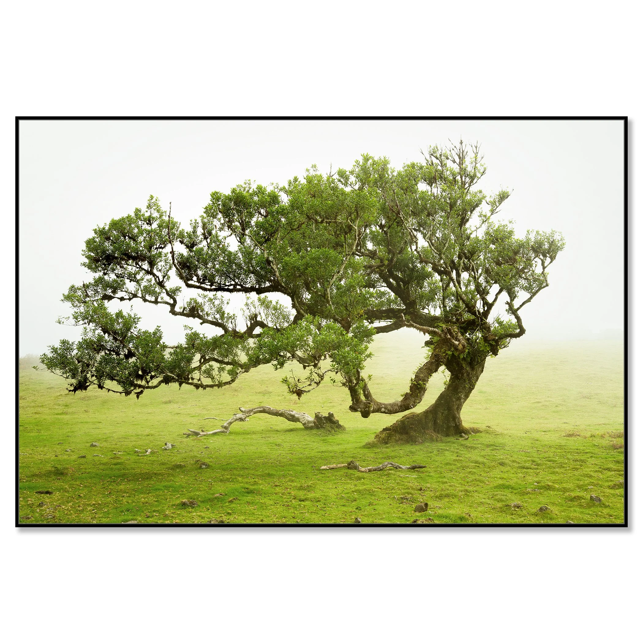 © 2021 Gerald Berghammer - A uniquely shaped large tree with lush green leaves grows on a grassy field with a foggy, misty background. Chromaluxe framed black