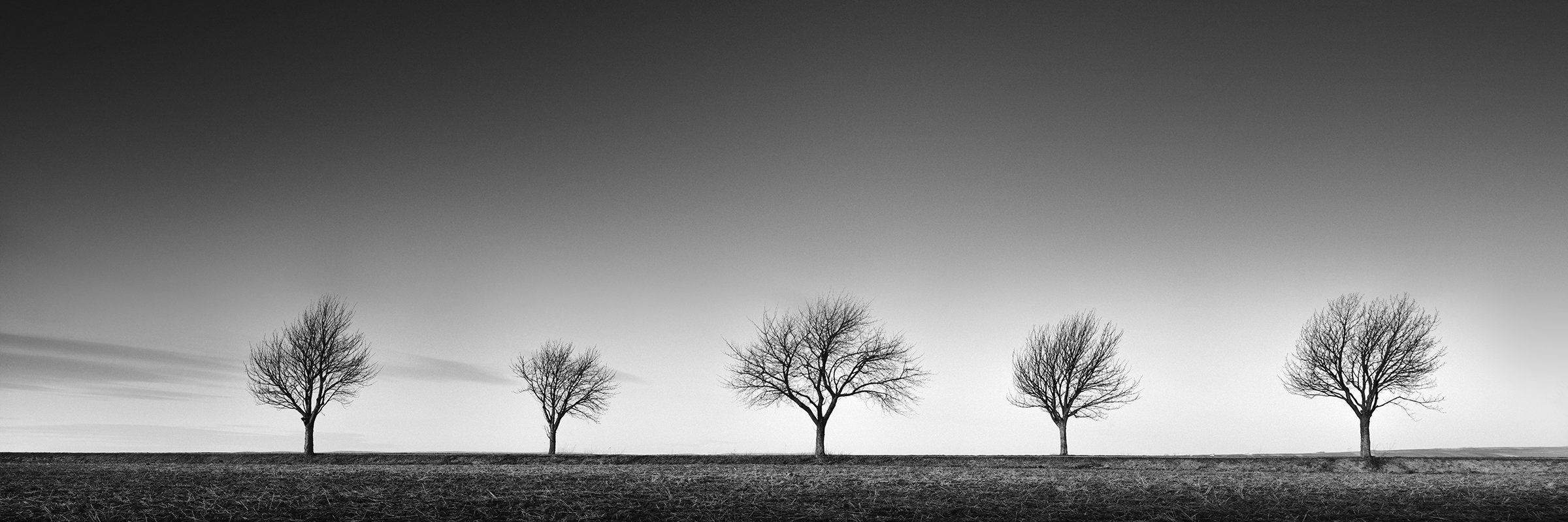 Black-and-white panoramic photograph of five cherry trees in Austria by Gerald Berghammer.