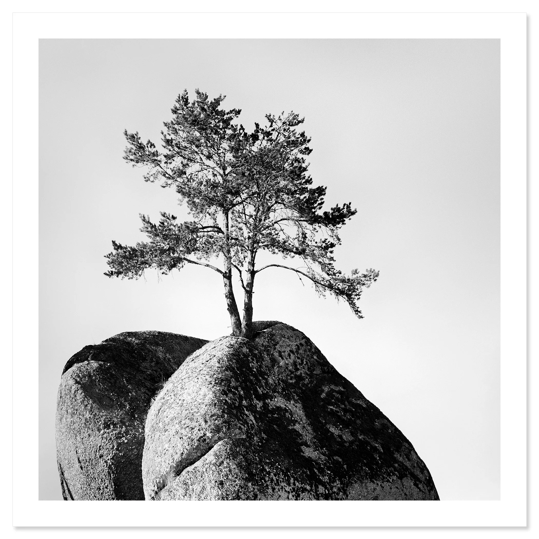 Lonely Tree on the Rock – Austria, black-and-white fine art print on paper with white border by Gerald Berghammer.
