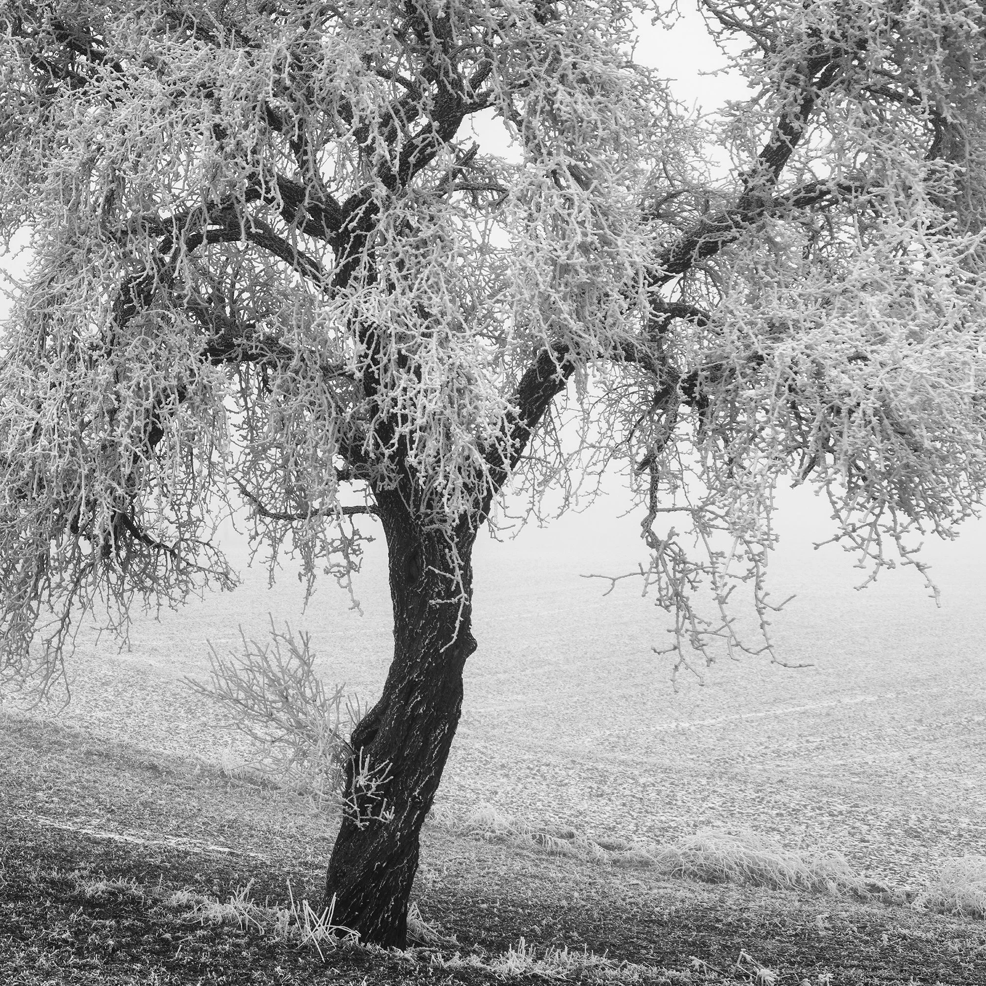 Tree in Frozen Field Panorama Study 1 – detail of the solitary tree and textured frozen field in Austria by Gerald Berghammer.