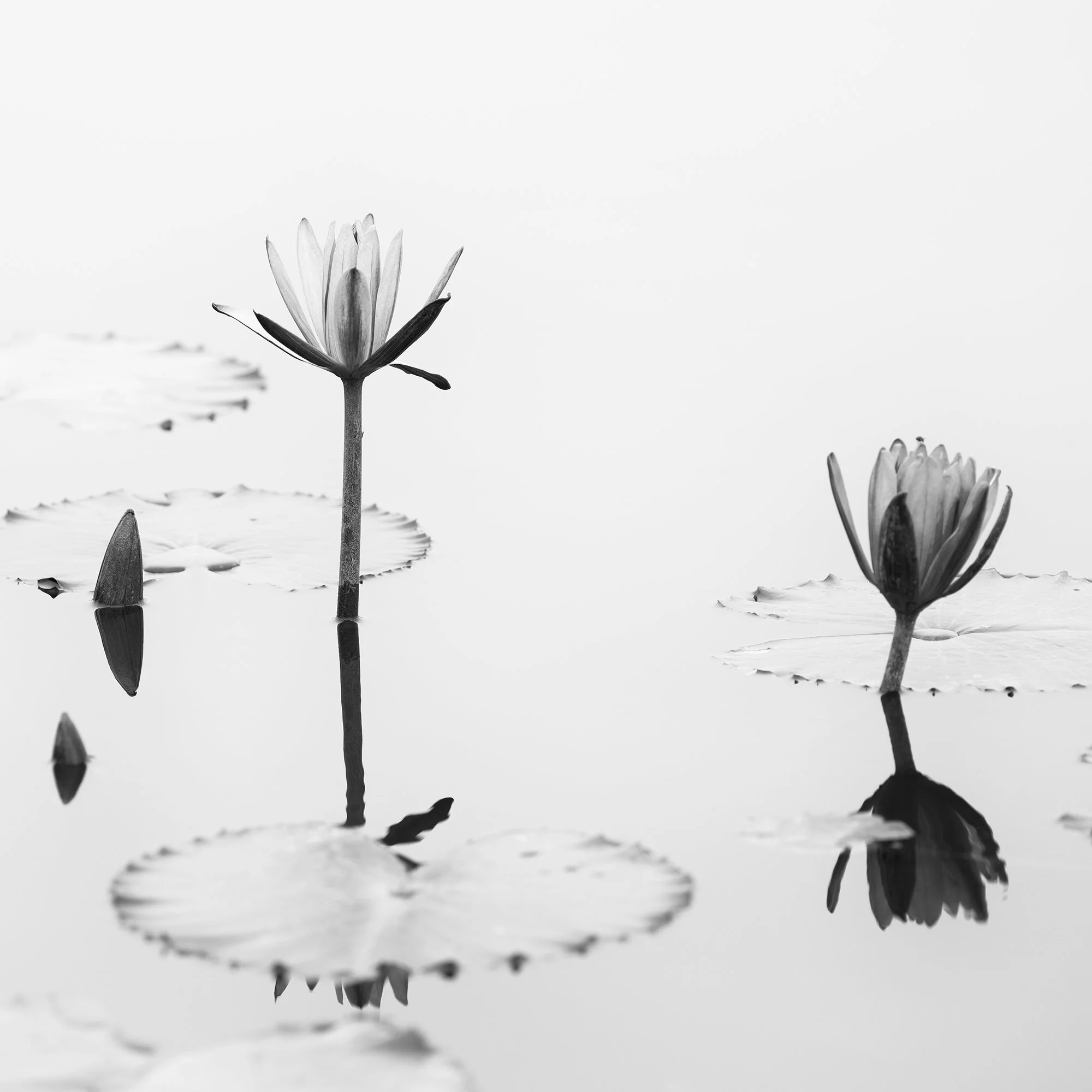 © 2025 Gerald Berghammer - Black and white minimalist waterside photography. Water lilies and lily pads on a calm pond with reflections of the flowers in the water. Print detail 1
