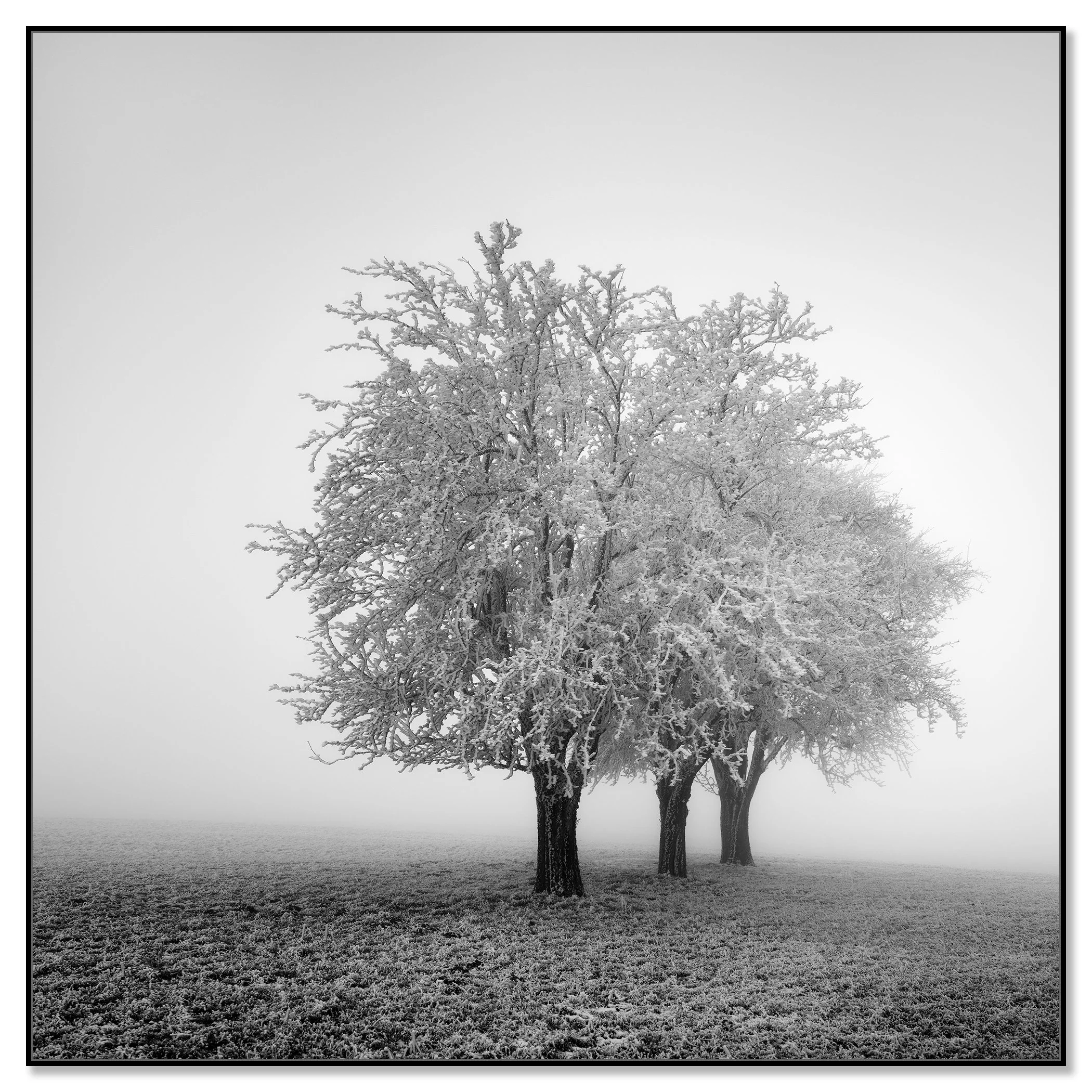Frozen Apple Trees Study 2 mounted on aluminium Dibond in a black ArtBox frame by Gerald Berghammer.