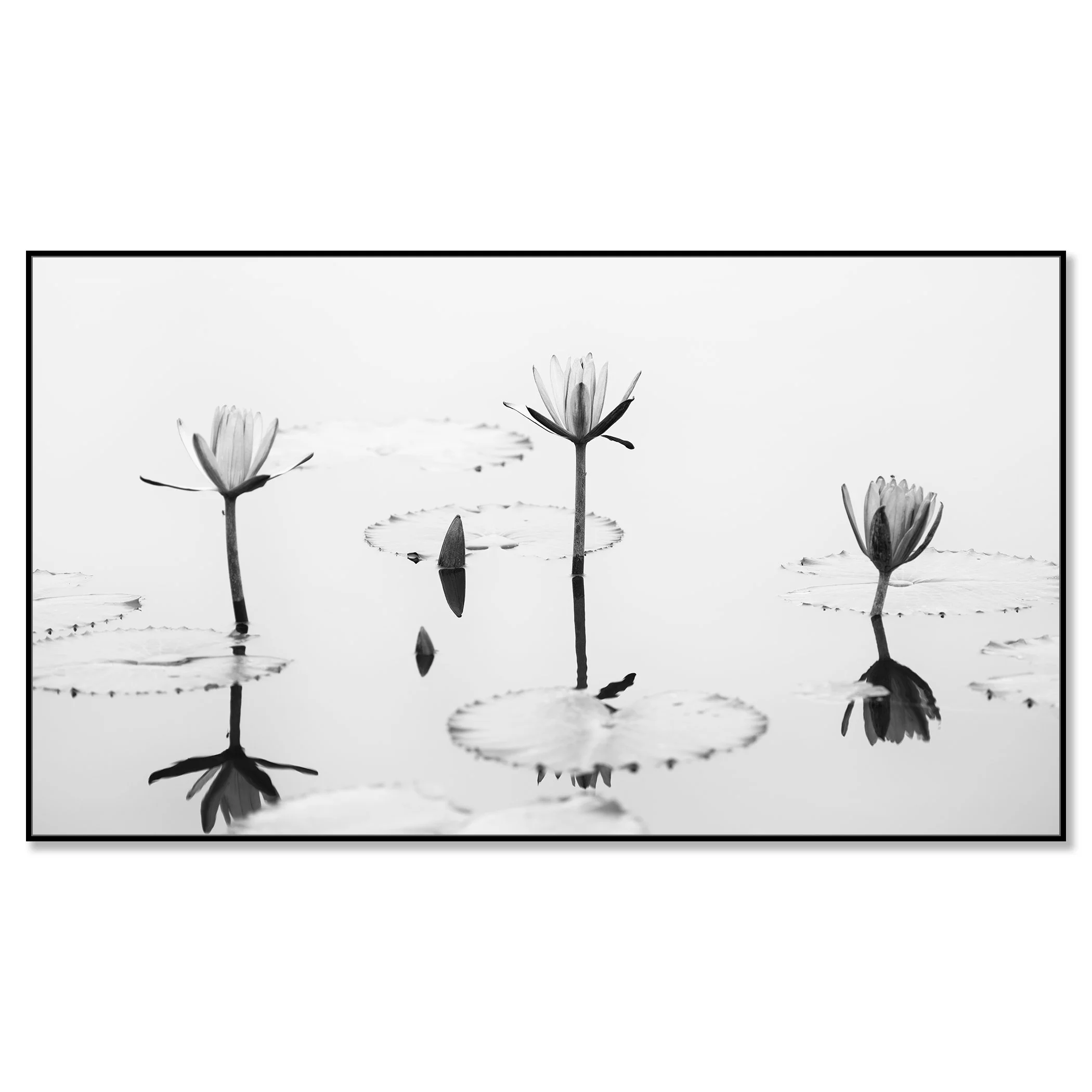 Lotus Flower, Panorama Study 2 – black-and-white photograph mounted on aluminium Dibond in a black aluminium ArtBox by Gerald Berghammer.