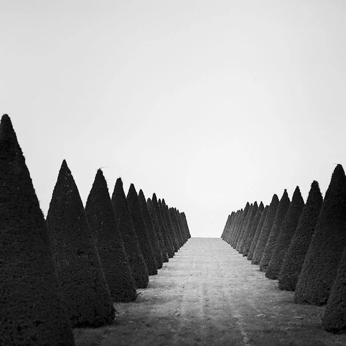 Hedges Study 4 – Versailles, France | Gerald Berghammer