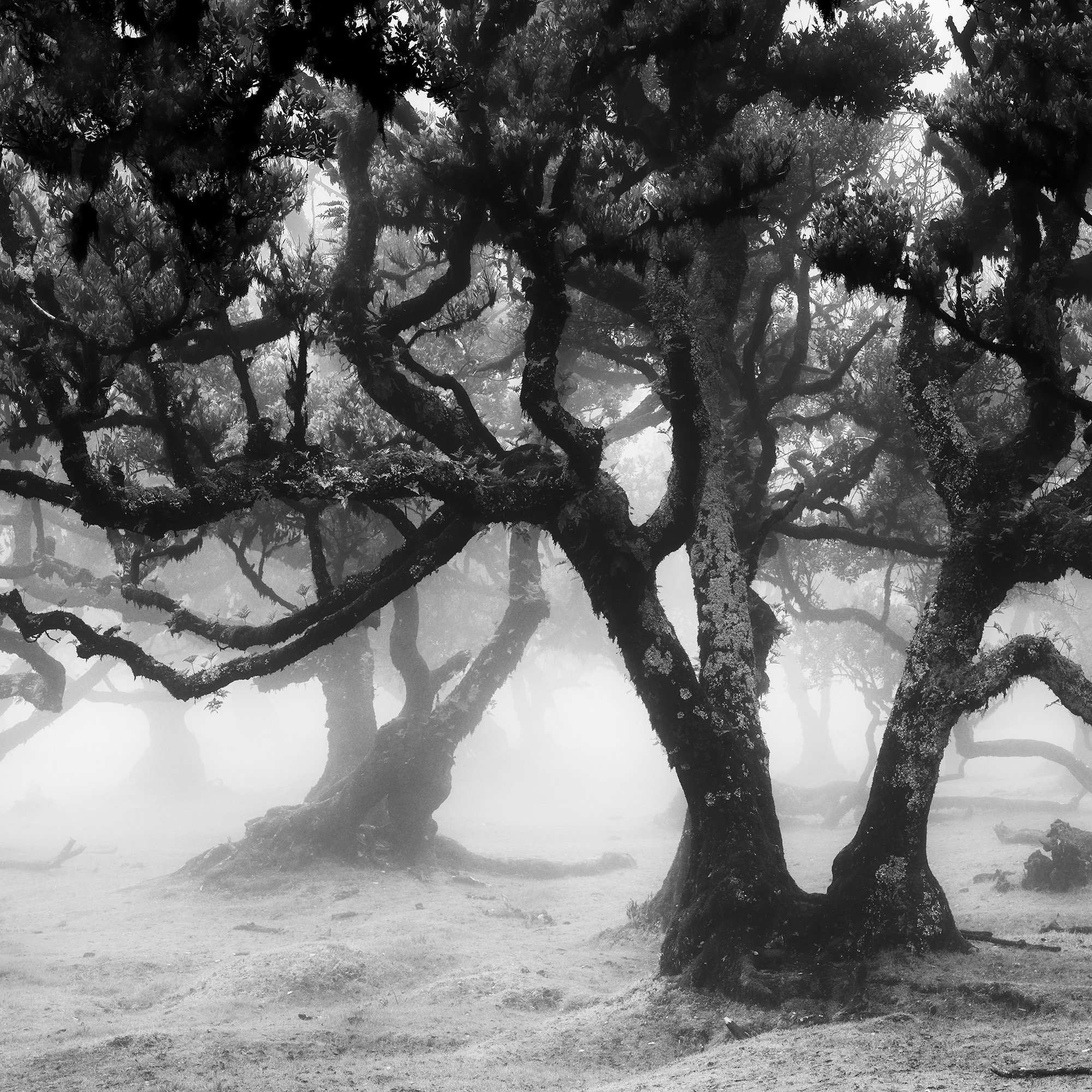 Detail of Fanal Forest Study 1 by Gerald Berghammer showing twisted ancient laurel trees in the mist of Fanal Forest, Madeira.