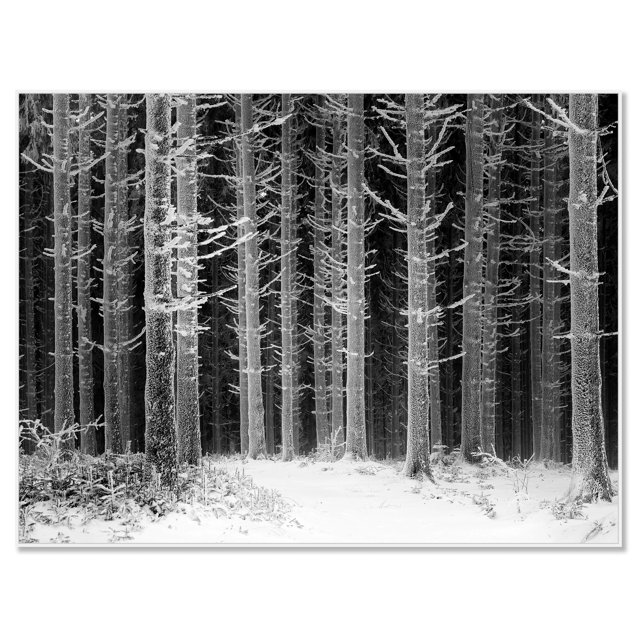 Path Through the Frosted Forest – Austria, black-and-white photo print in a white aluminium ArtBox frame.