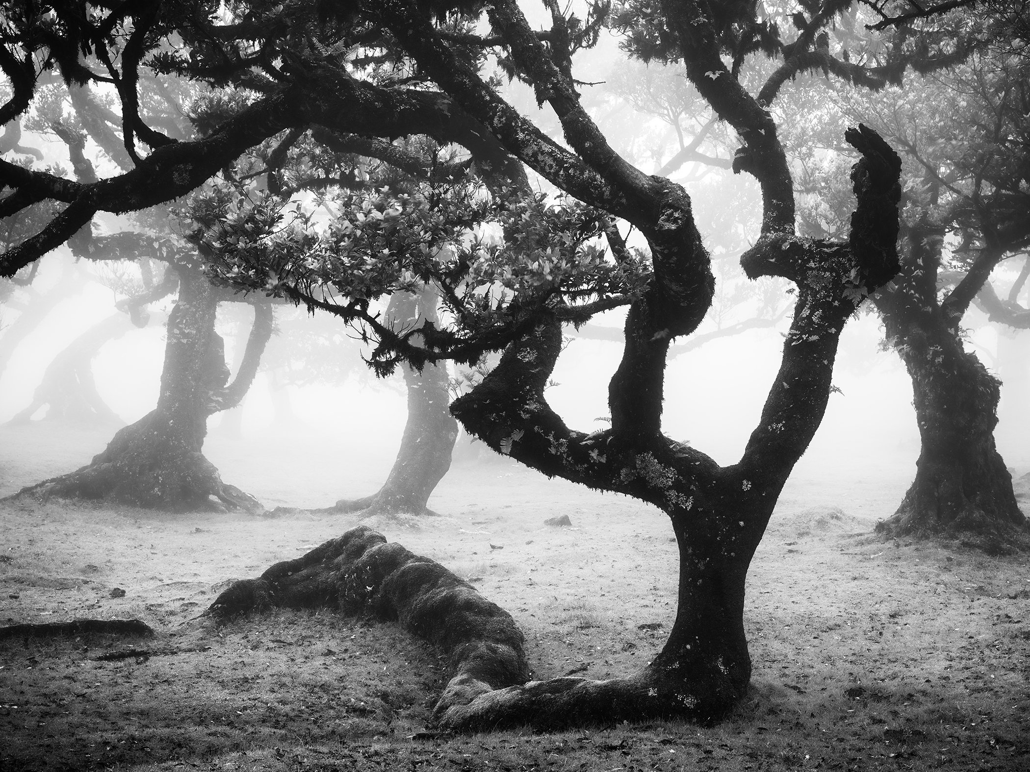 Black and white photograph of ancient twisted trees in a misty forest, with gnarled trunks and branches emerging from dense fog.