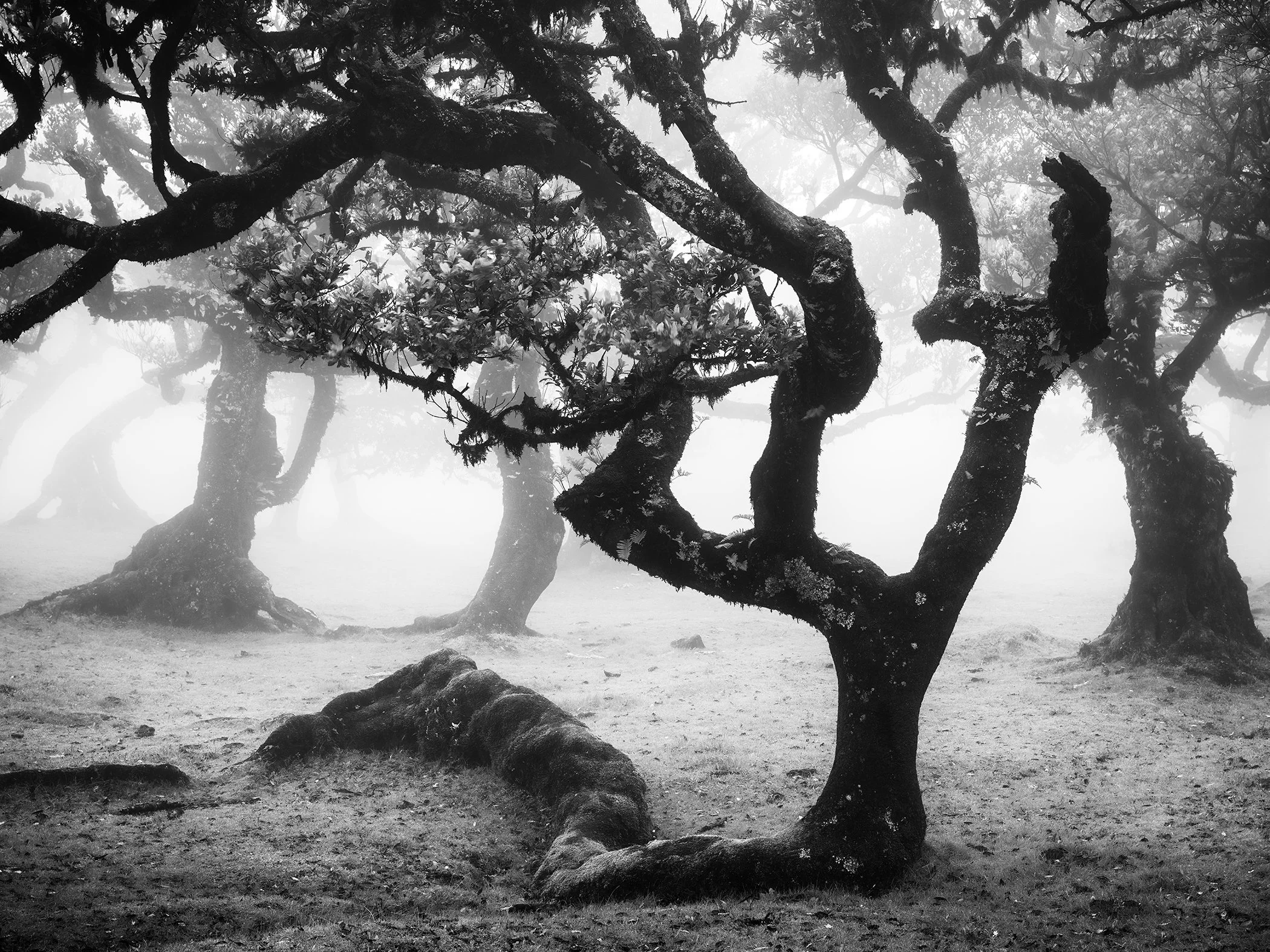Black-and-white photograph of ancient twisted trees in a misty forest, with gnarled trunks and branches emerging from dense fog.