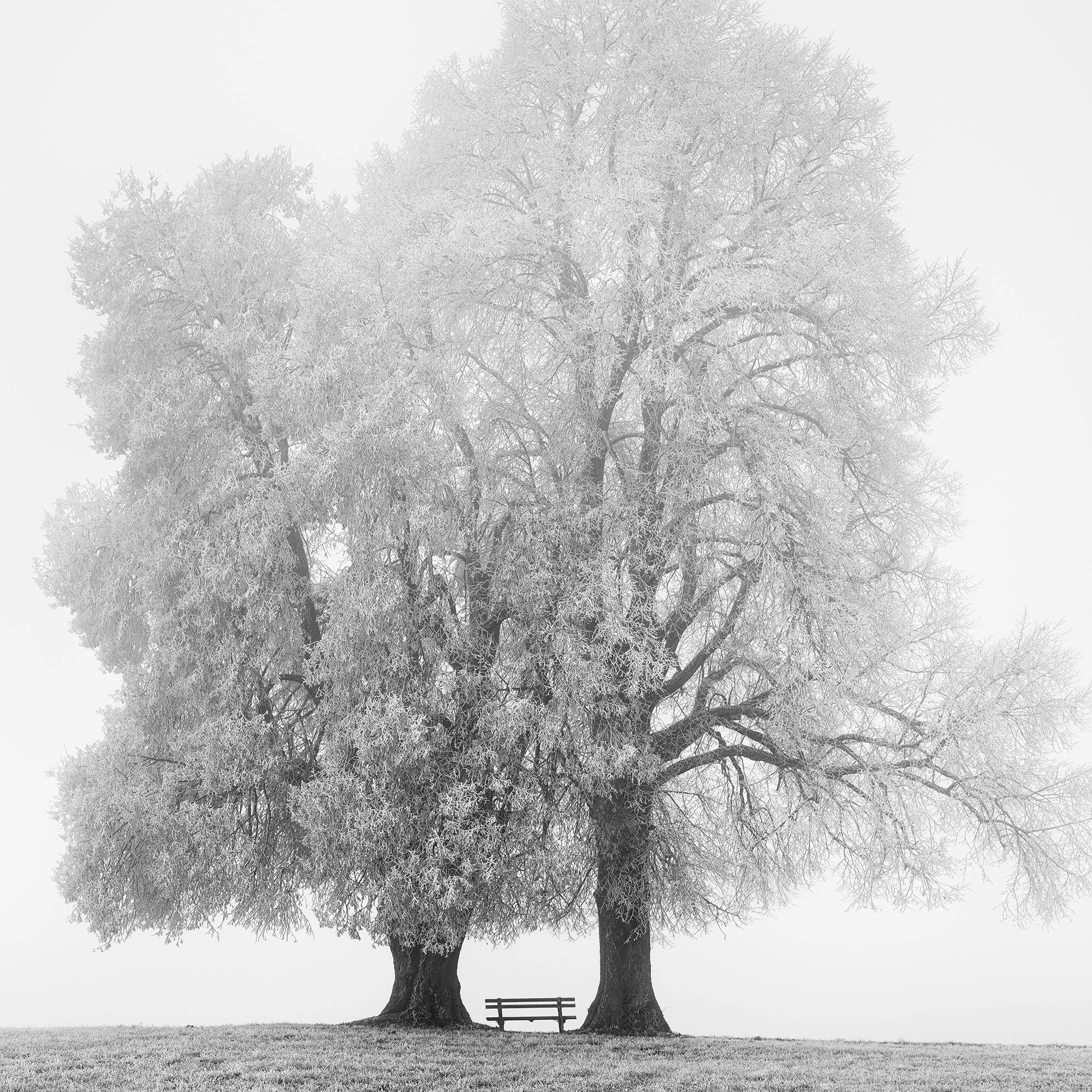 Gerald Berghammer - Black and white snow landscape photography. Two large, leafless trees with a small bench between them on a grassy field. Print detail 2