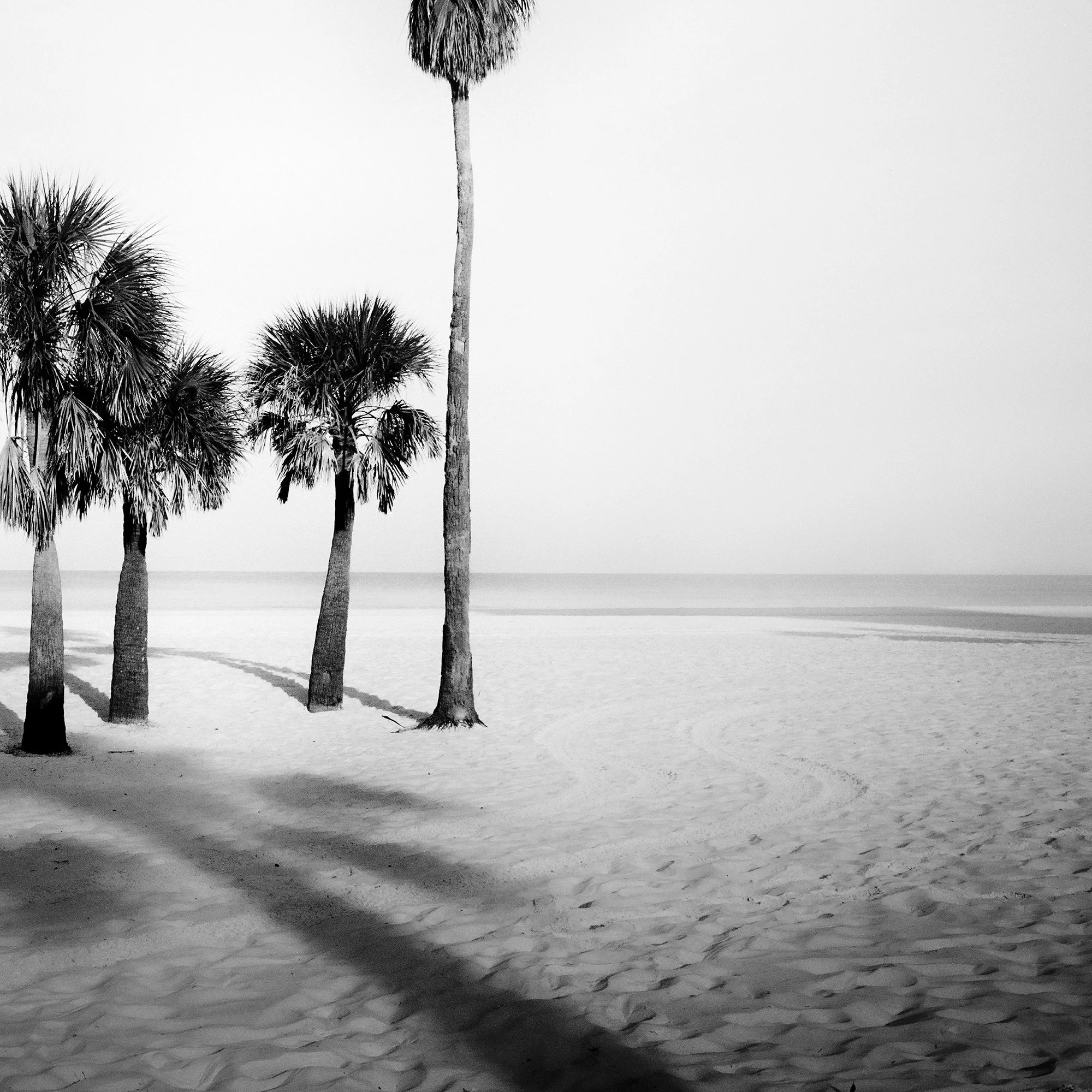 Detail of Palm Beach Study 5 showing palm trees, shoreline and open negative space by Gerald Berghammer.