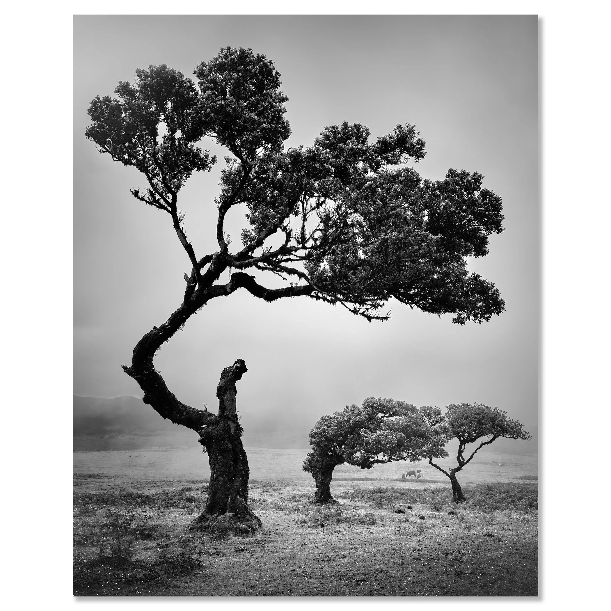 Ancient Laurisilva Forest Study 5 by Gerald Berghammer, frameless black-and-white fine art photograph mounted on aluminium Dibond.