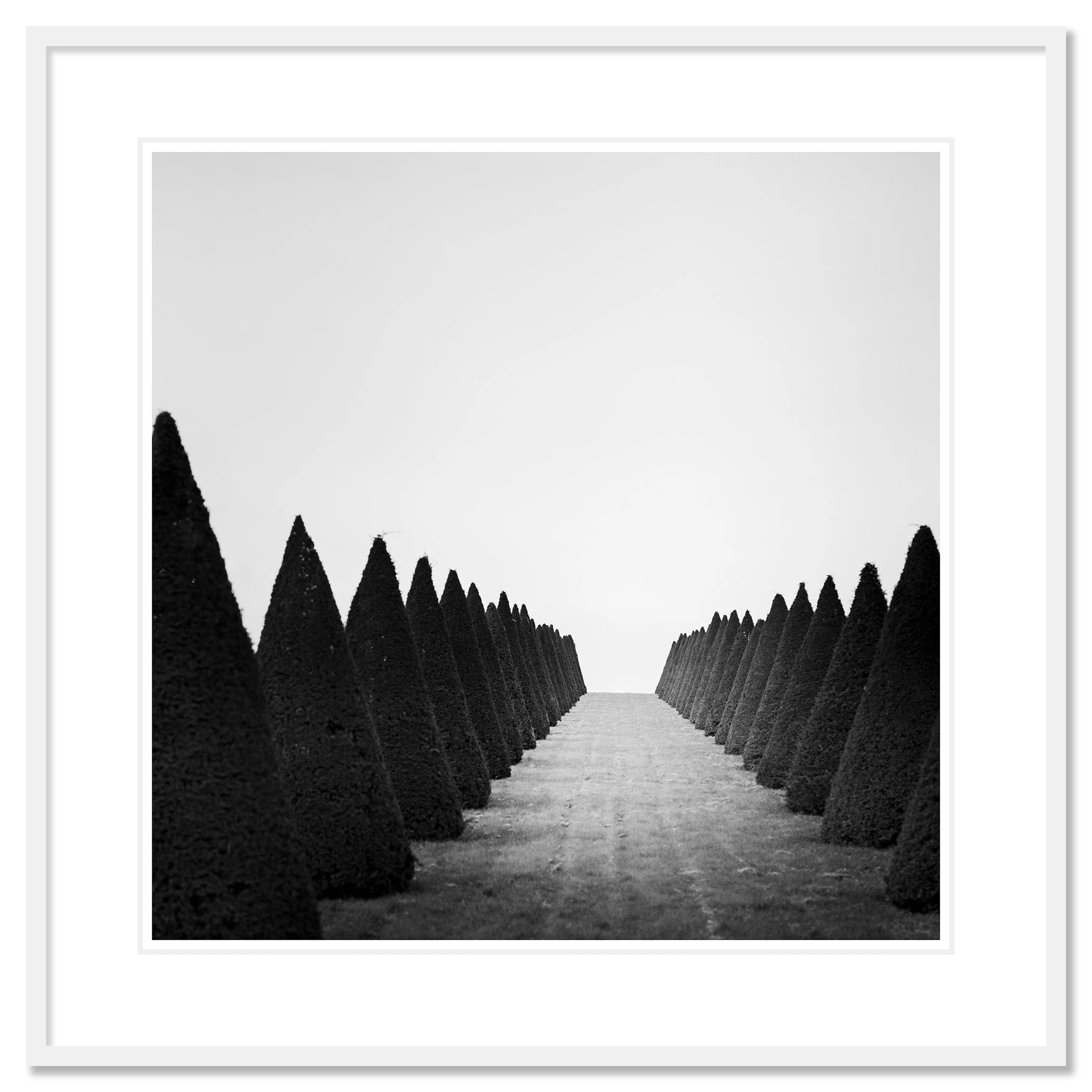 Hedges Study 4 displayed as an archival pigment print in a white aluminium frame with white mount by Gerald Berghammer.
