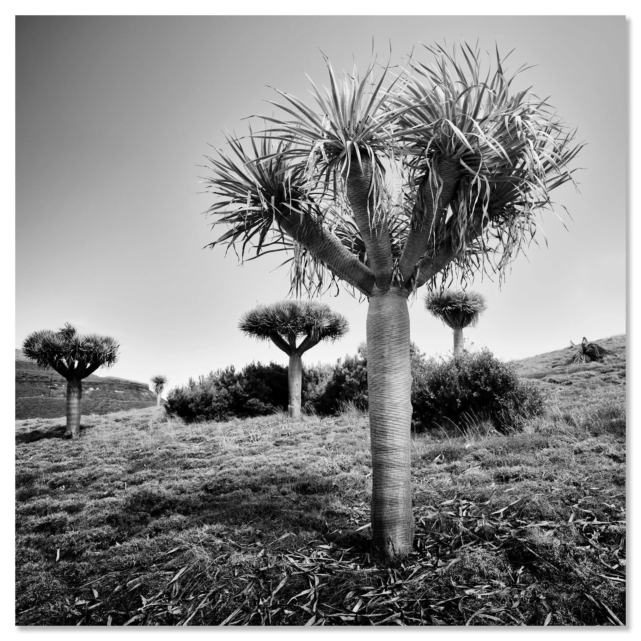 Black and white photo of dragon trees in a dry landscape – dibond frameless