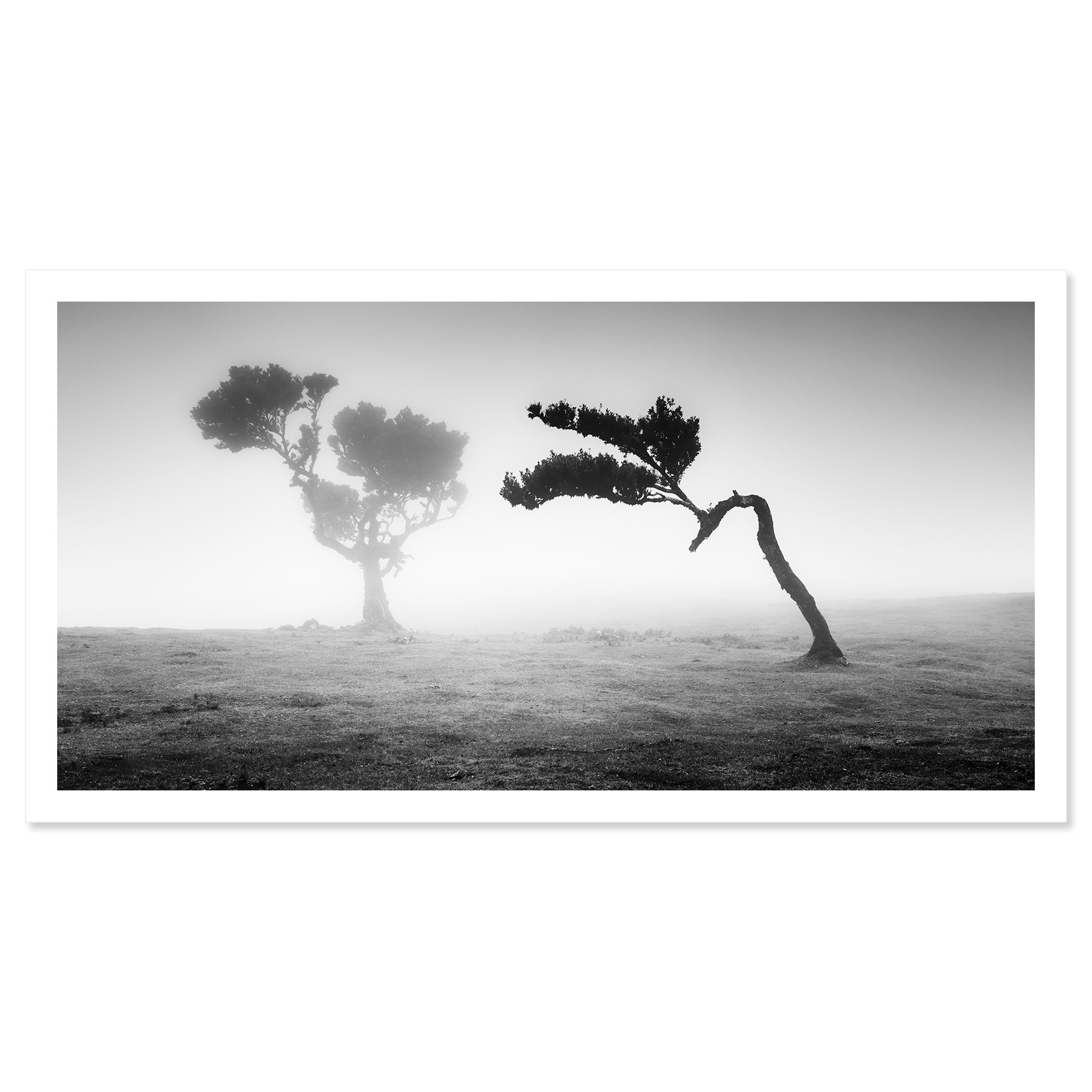 Two Trees in the Mist Panorama by Gerald Berghammer presented as a fine art print with a white border.