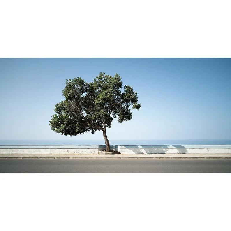 Gerald Berghammer - Tree by the calm Sea Panorama Study 2, Portugal