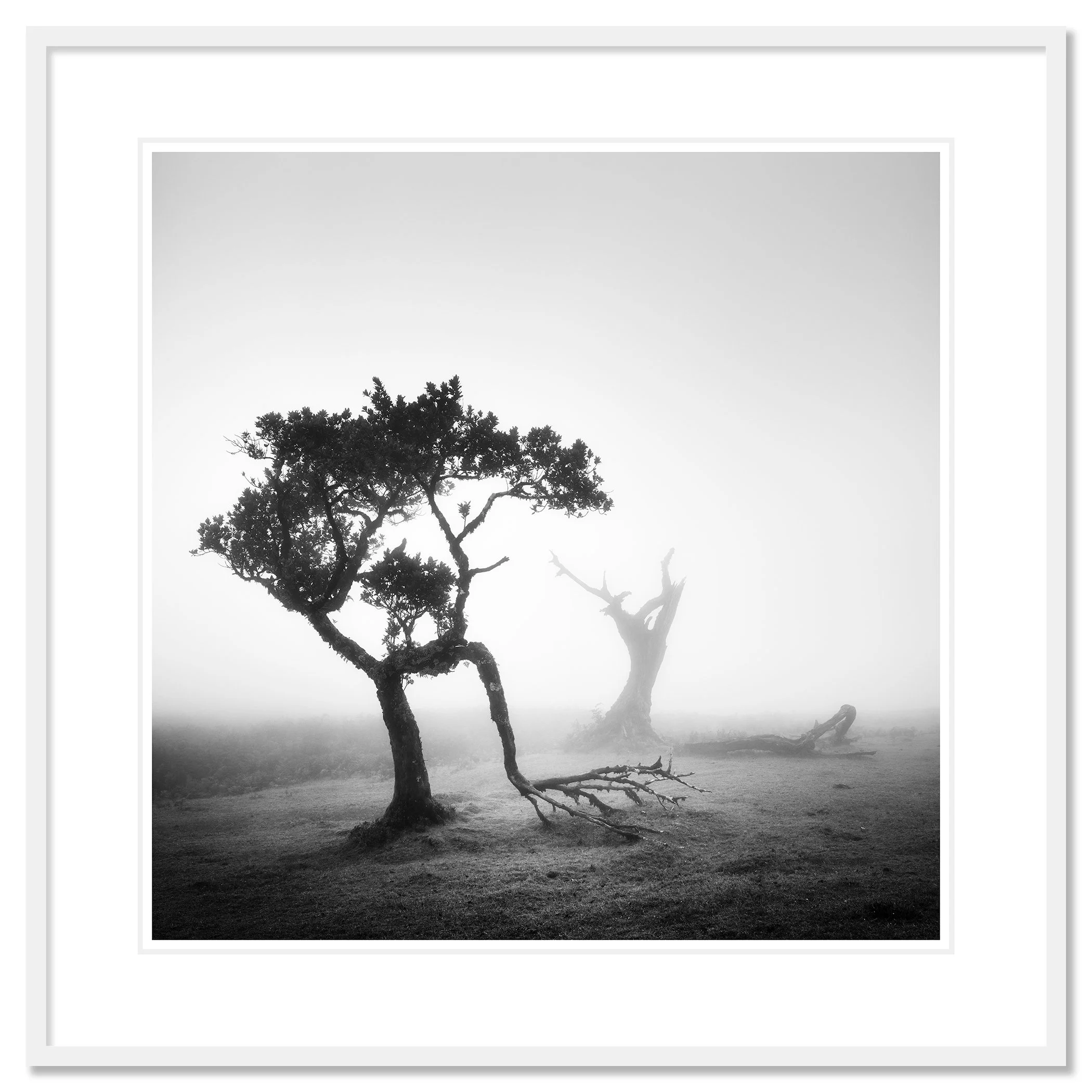 Ancient Laurel Cloud Forest Study 1, black-and-white fine art print in a white aluminium frame with white mount by Gerald Berghammer.