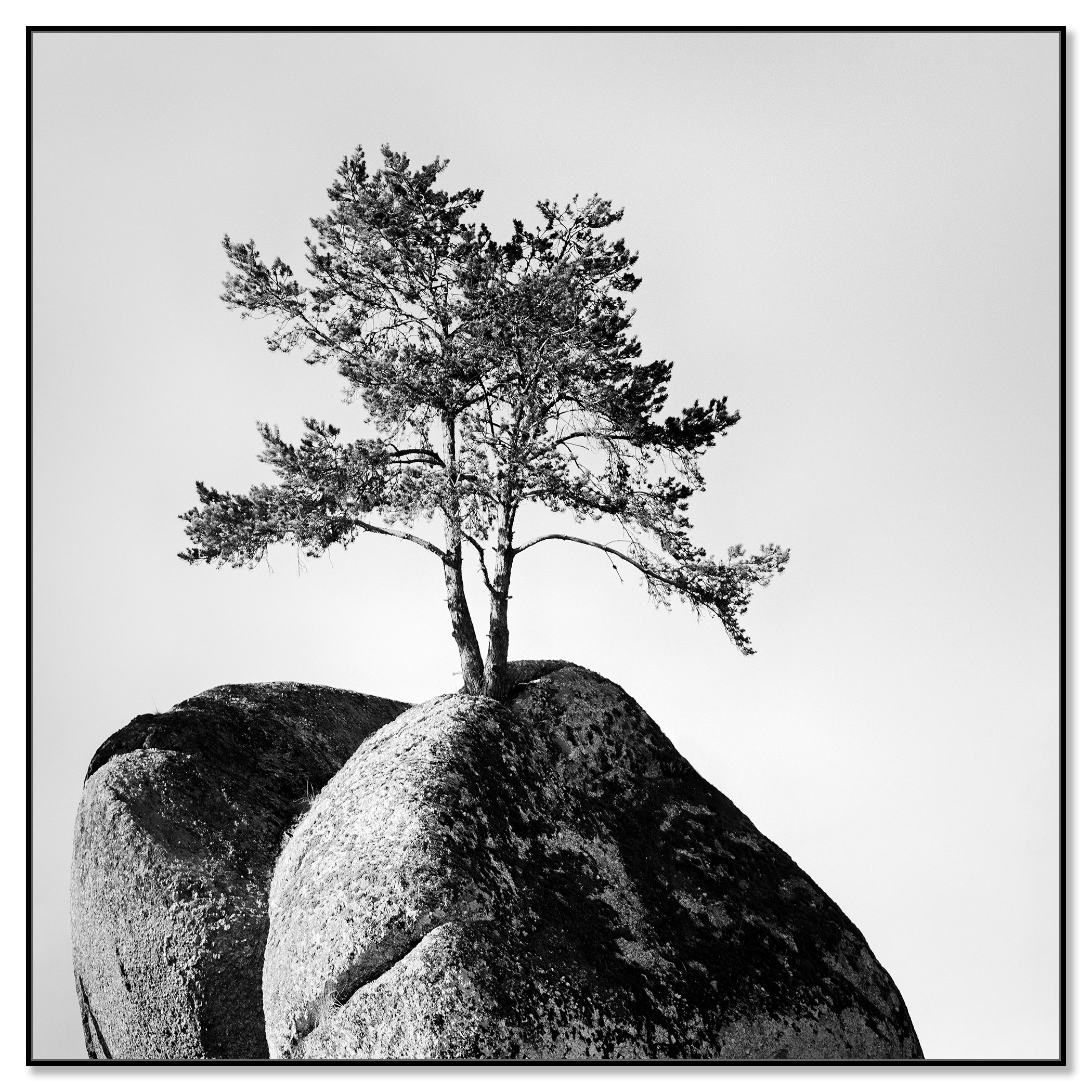 Lonely Tree on the Rock – Austria, black-and-white photograph in a black aluminium ArtBox frame by Gerald Berghammer.