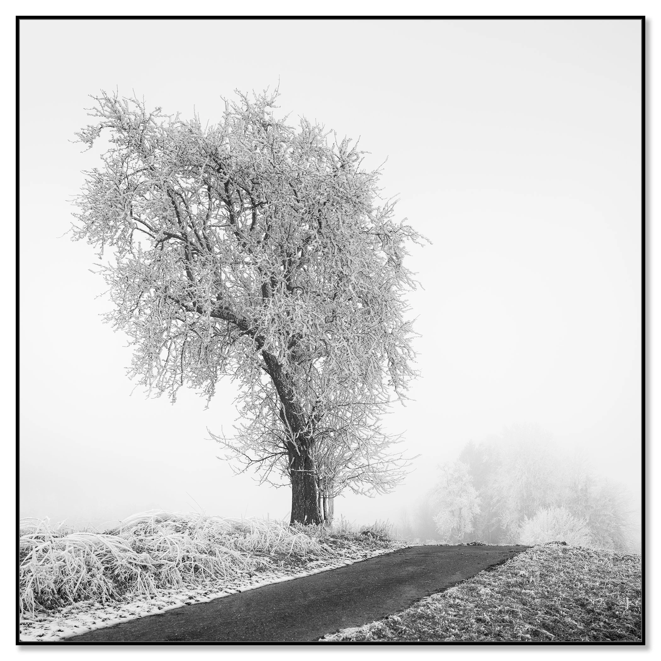 Frozen Farmland Study 3 by Gerald Berghammer, frost-covered tree in an Austrian winter landscape, mounted on aluminium Dibond with a black ArtBox frame.