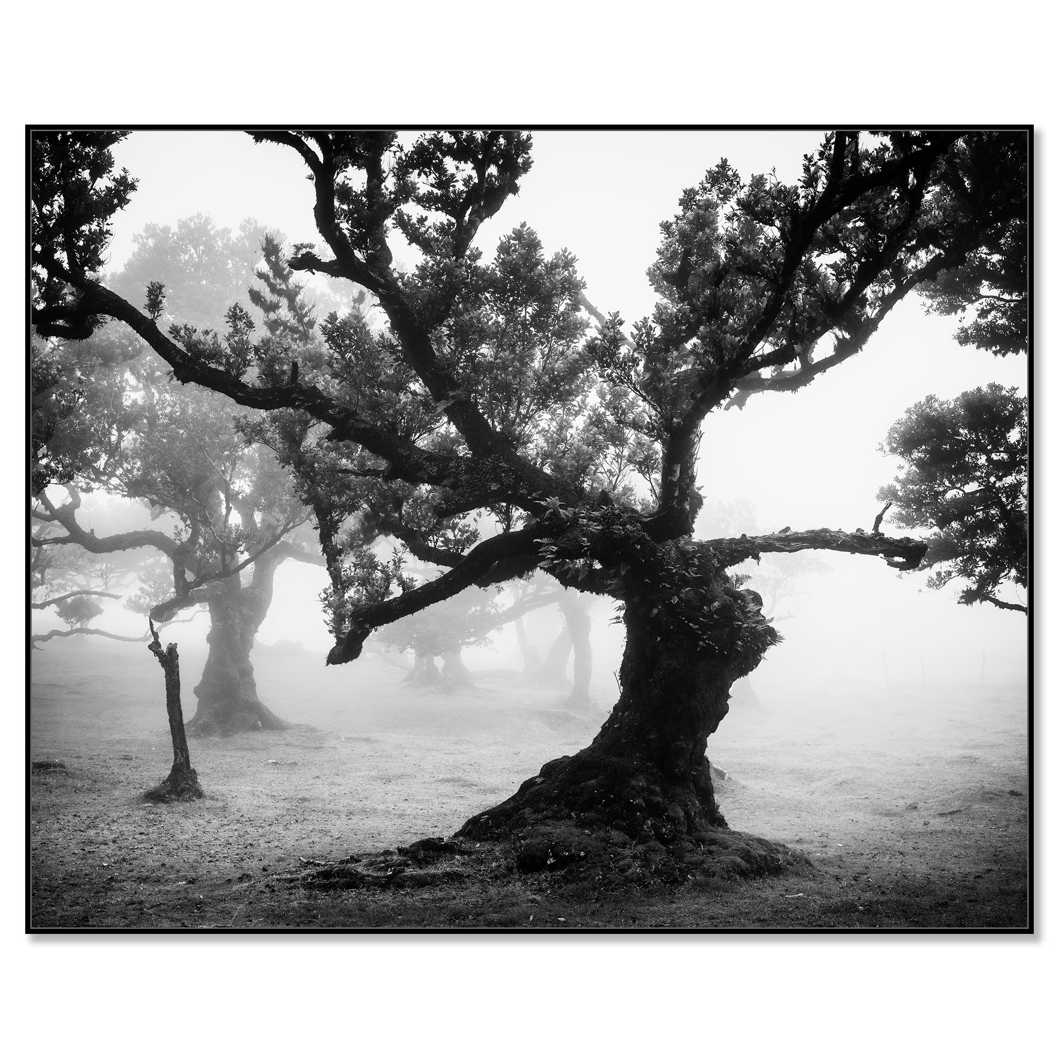 Black-and-white photograph of a gnarled, wide-branched tree in Madeira’s ancient Laurisilva forest, emerging from mist – framed ArtBox black