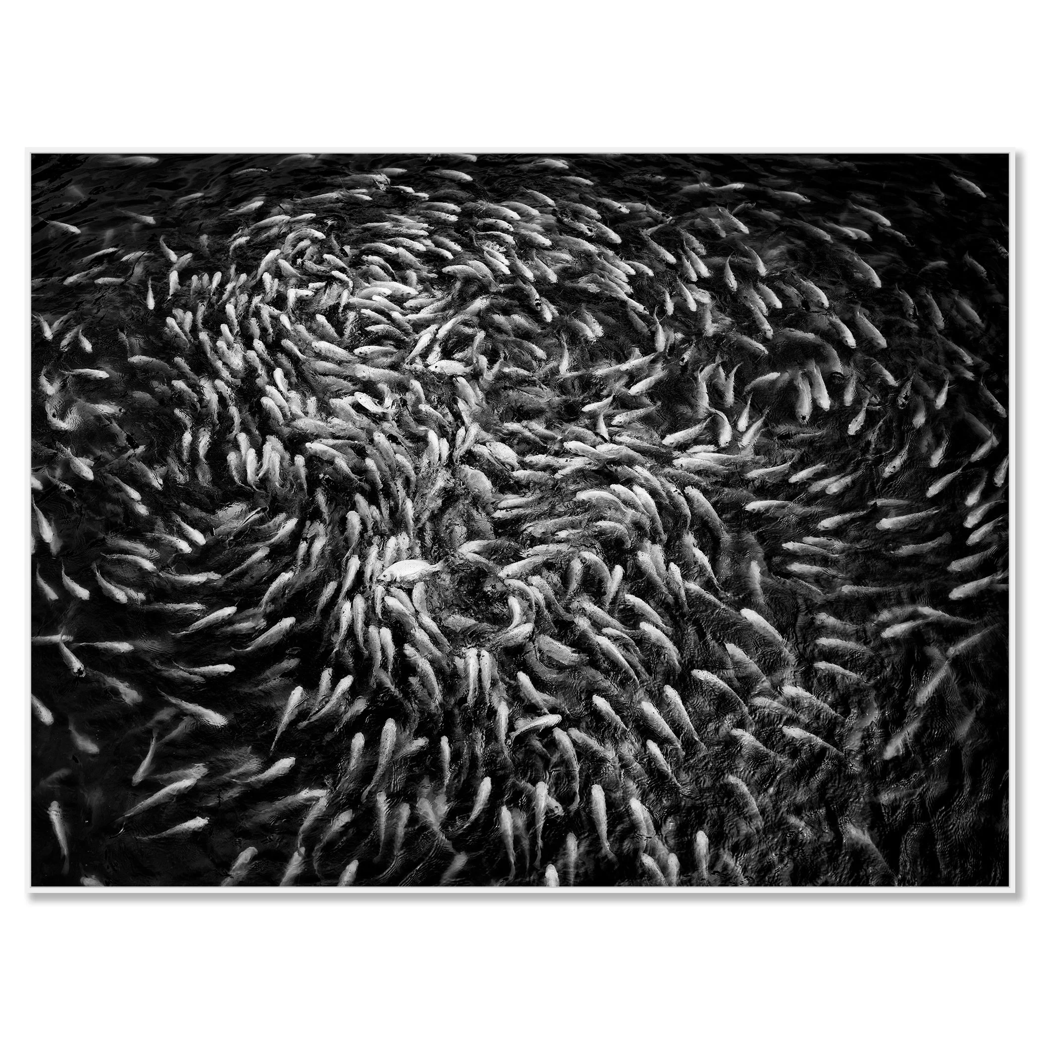 Black-and-white aerial view of a swirling shoal of fish creating spiral patterns in dark water – framed ArtBox white